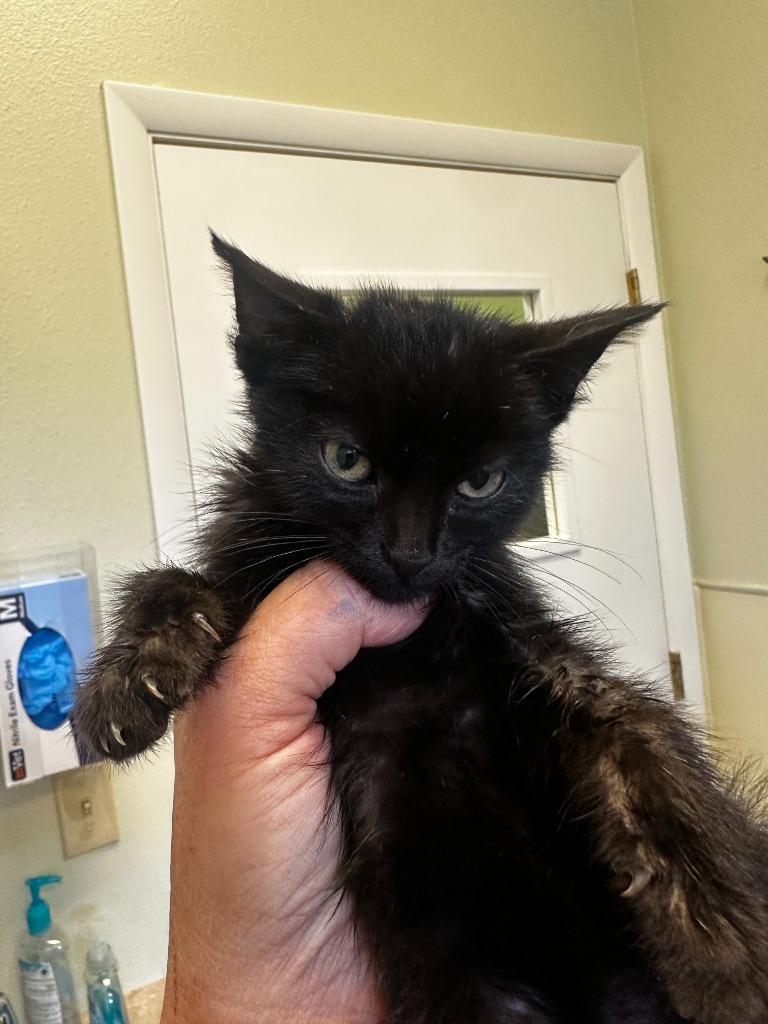 Apollo, Adoptable, Kitten Male Domestic Short Hair.