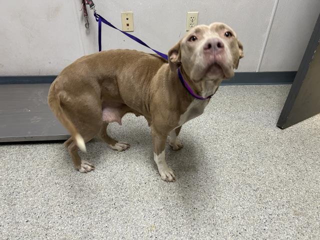 Enlarge A250610, a Adoptable mixed breed in Visalia, CA image 1/1