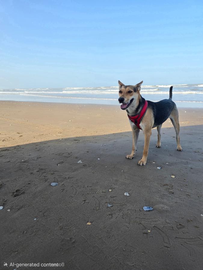 Enlarge Daisy, a Adoptable mixed breed in MISSION, TX image 2/3