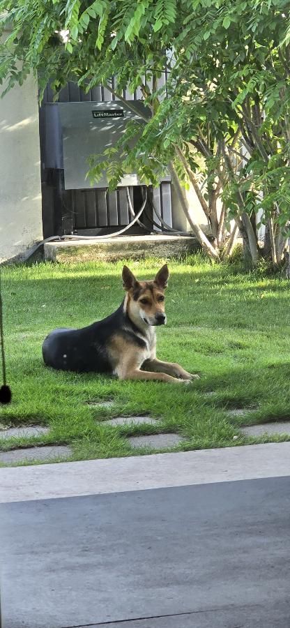 Enlarge Daisy, a Adoptable mixed breed in MISSION, TX image 3/3