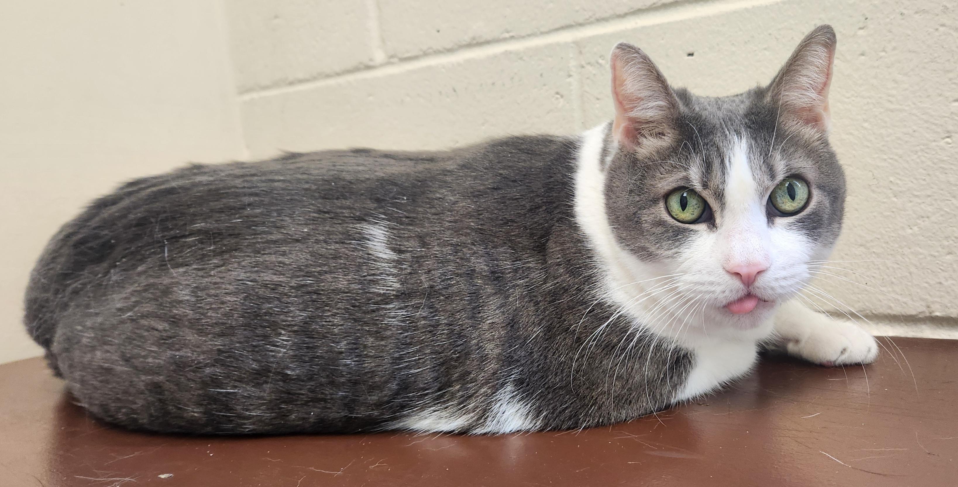 Enlarge Sparky , an adopted Domestic Short Hair in Clayton, NJ image 1/2