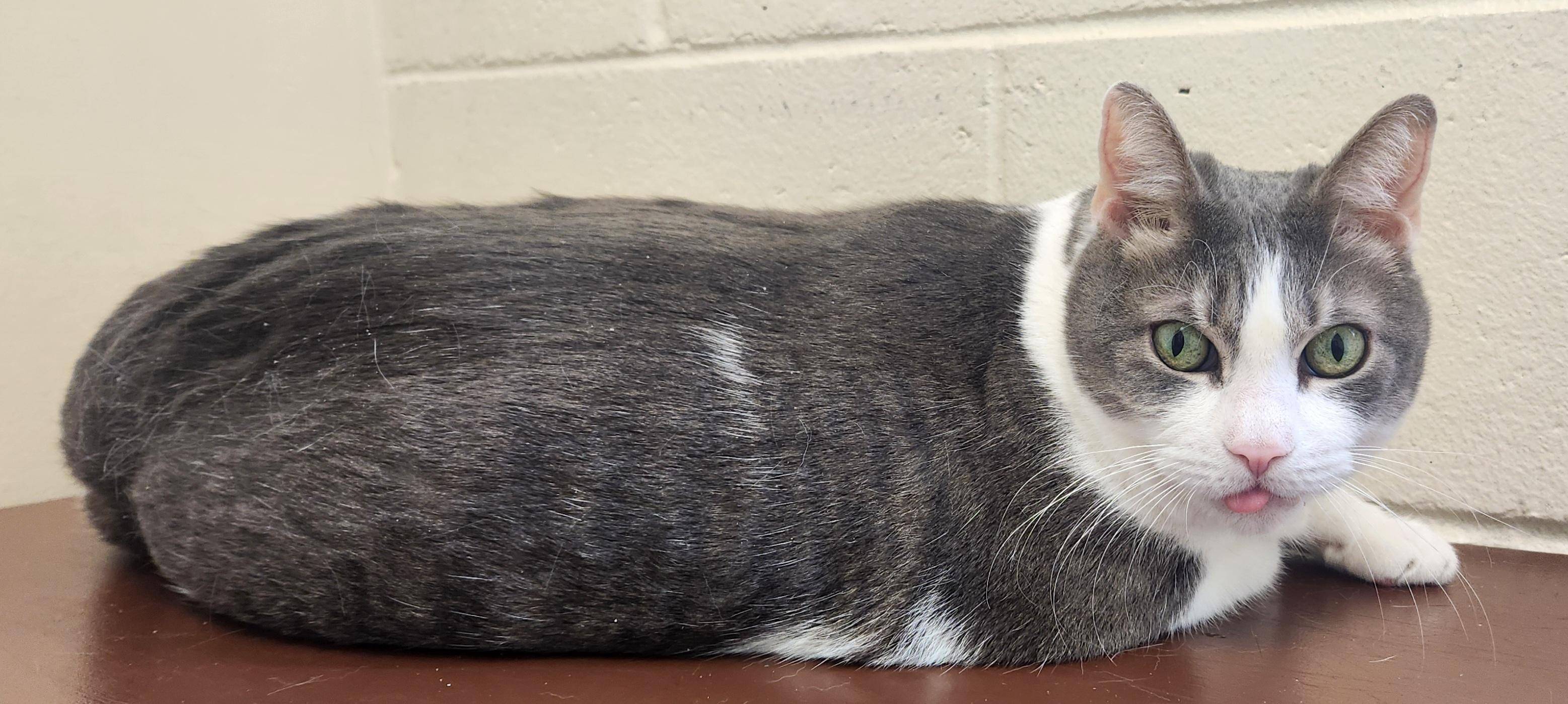 Enlarge Sparky , an adopted Domestic Short Hair in Clayton, NJ image 2/2