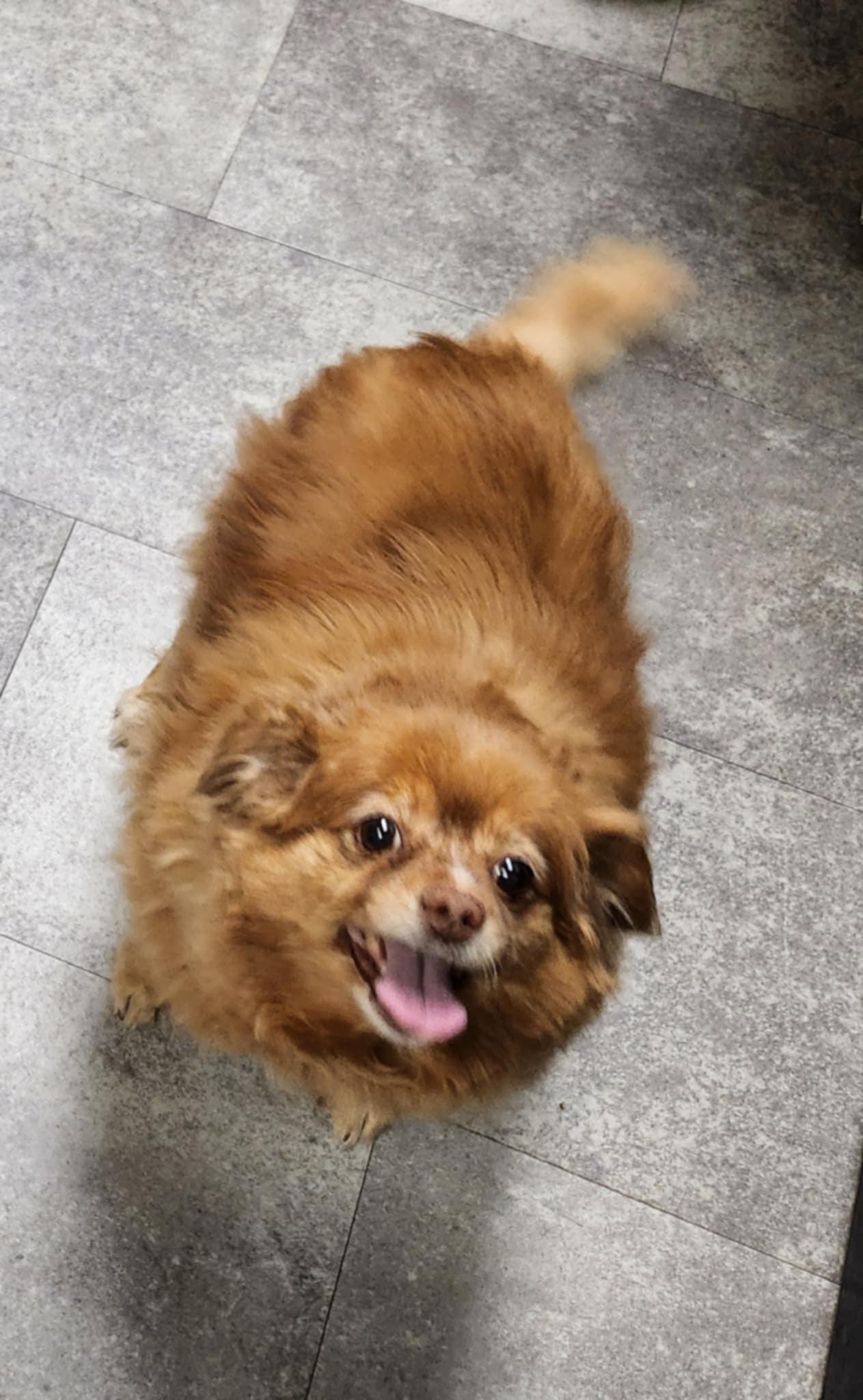 Merry, Adopted, Senior Female Pekingese.