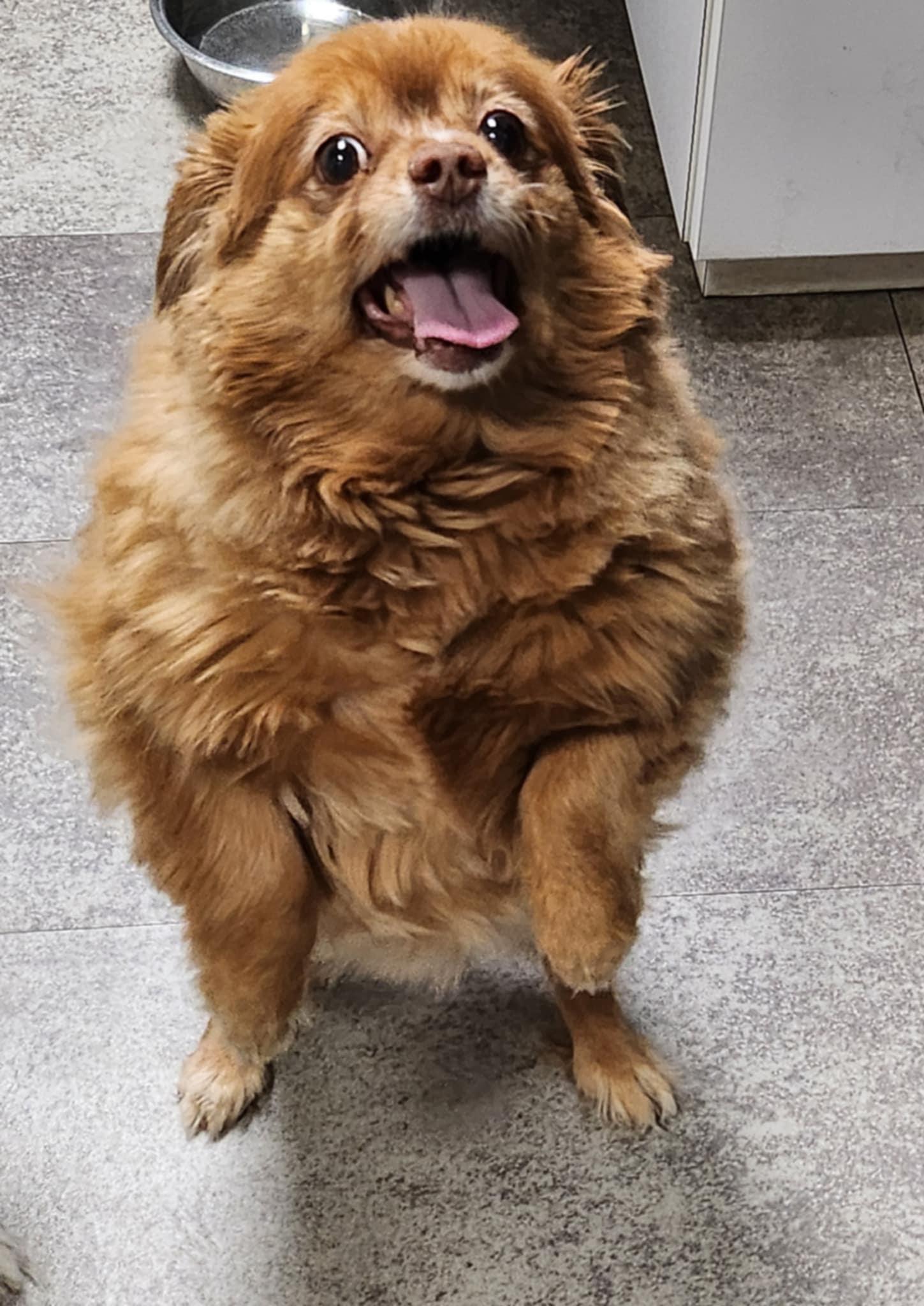 Enlarge Merry, a Adopted mixed breed in Clarksville, TN image 2/4