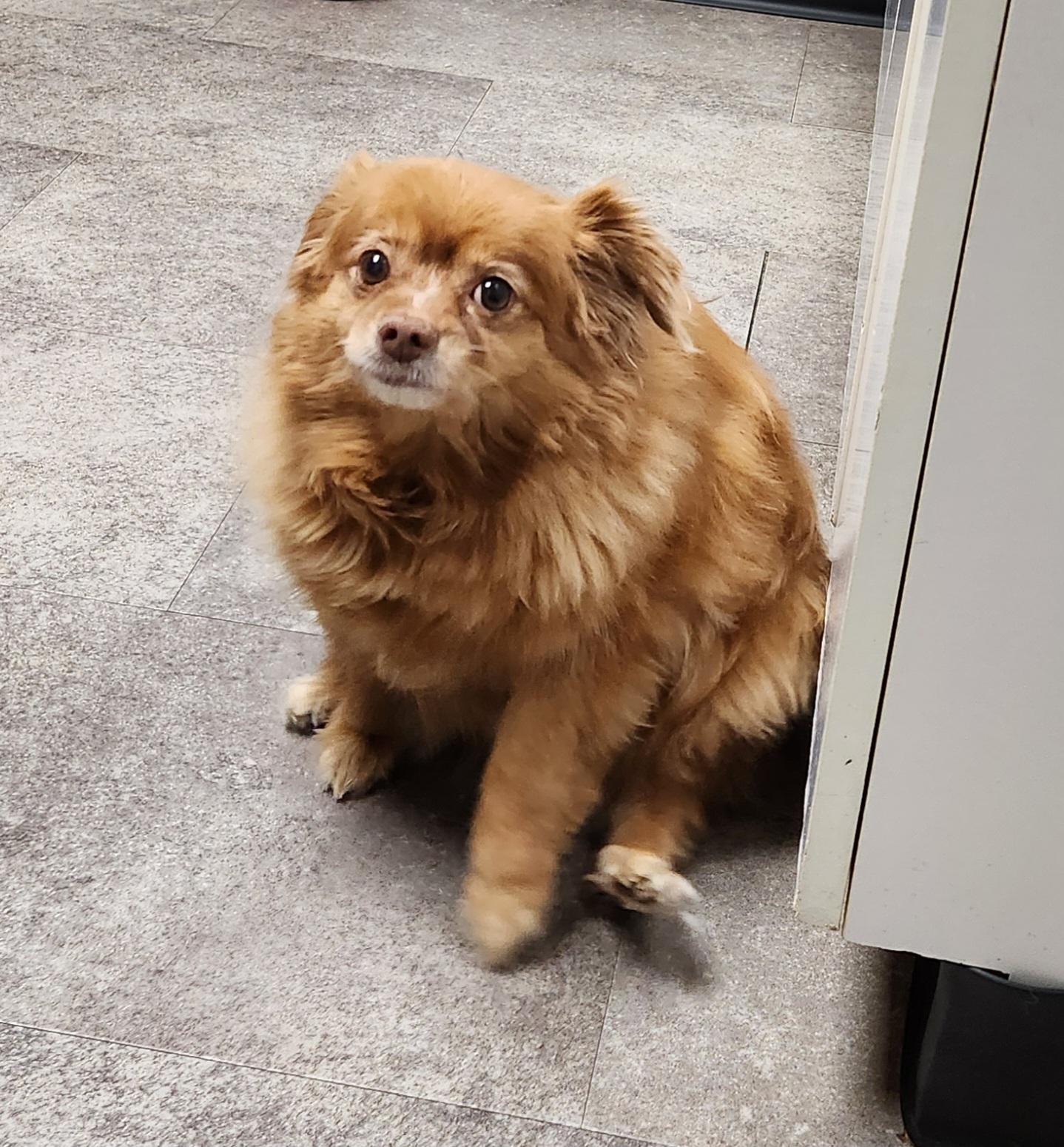 Enlarge Merry, a Adopted mixed breed in Clarksville, TN image 3/4