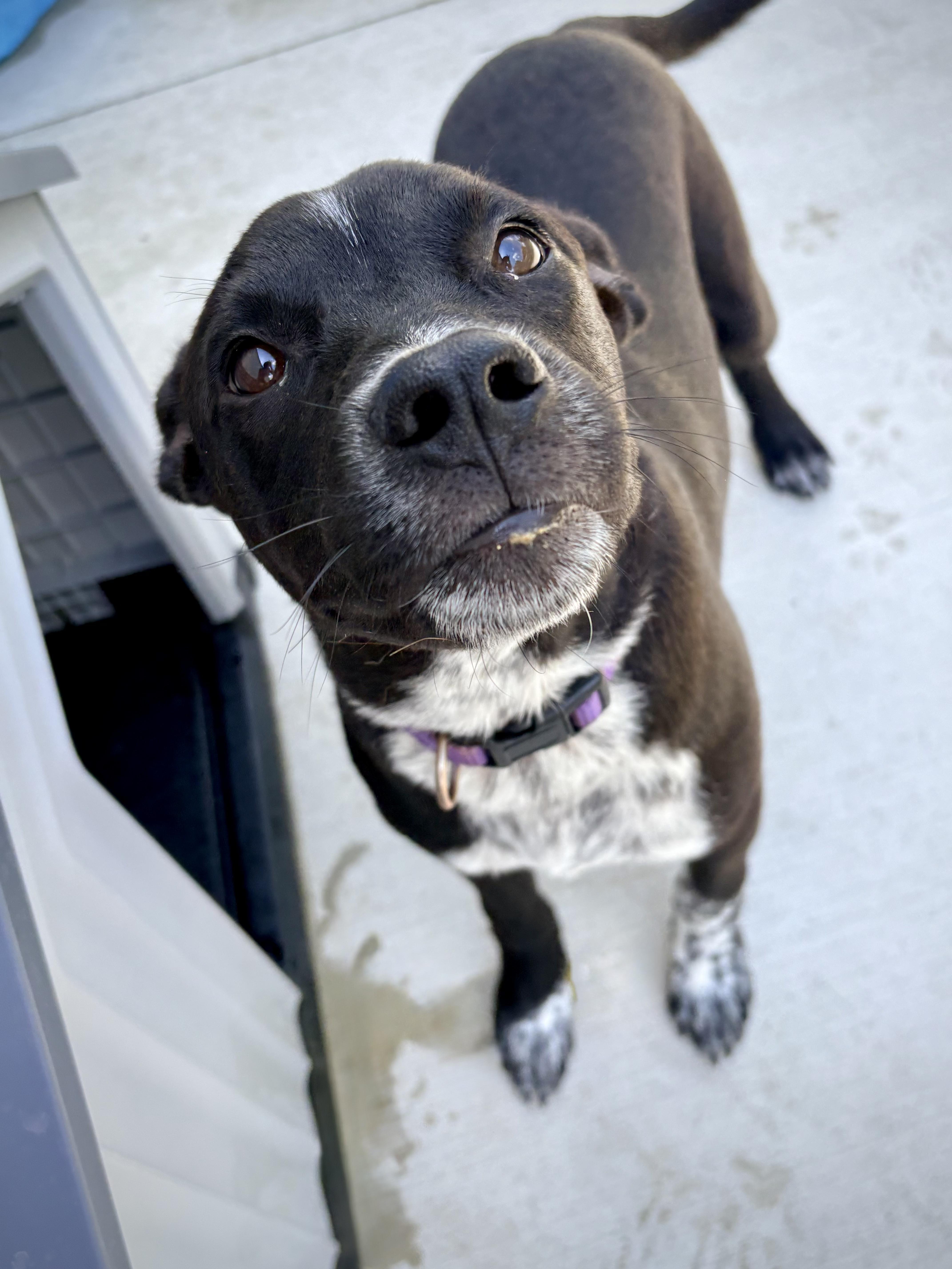 Earl, ADOPTABLE, Puppy Male Australian Cattle Dog / Blue Heeler.
