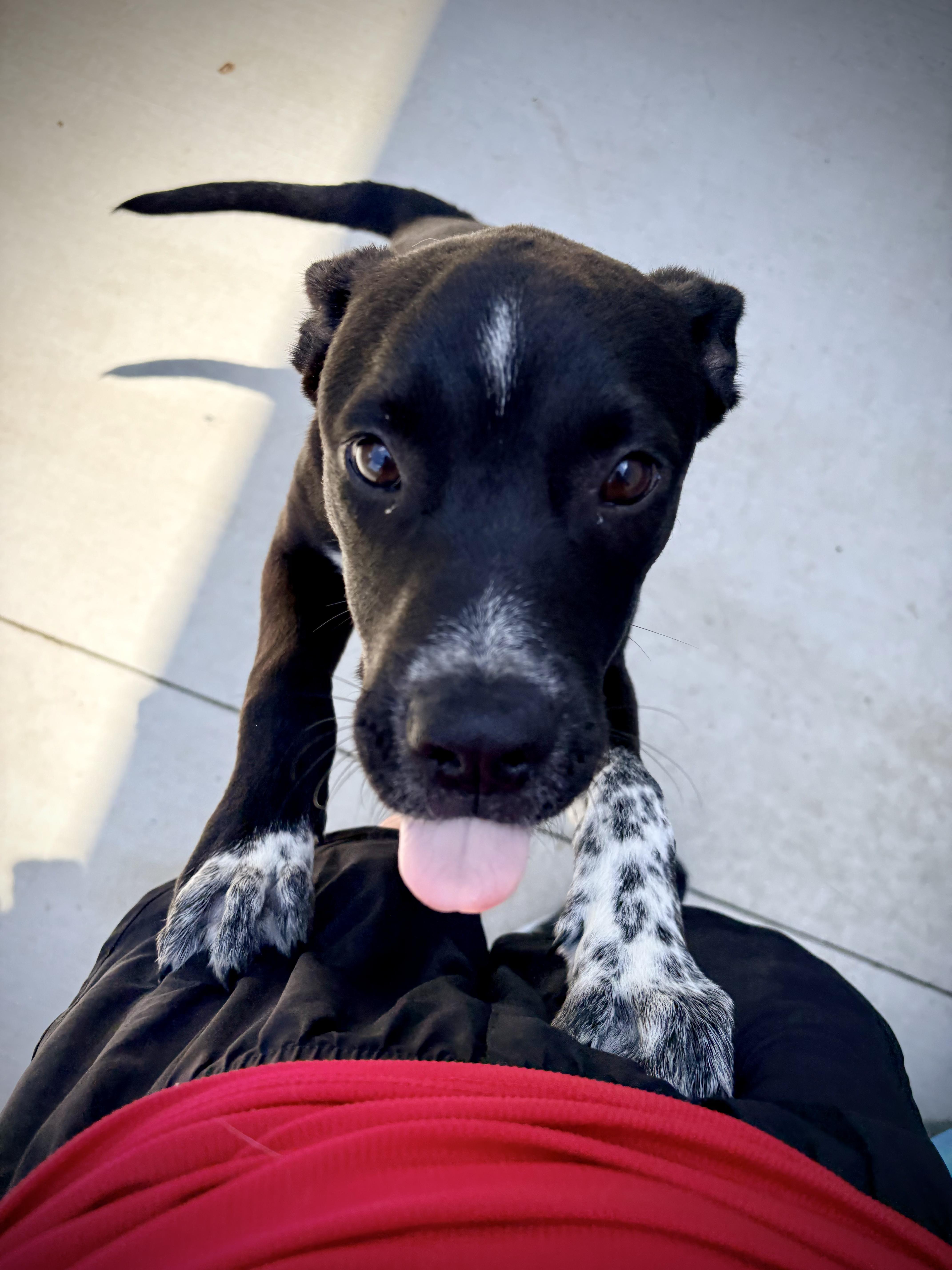 Earl, a ADOPTABLE mixed breed in Kalamazoo, MI image 5/5