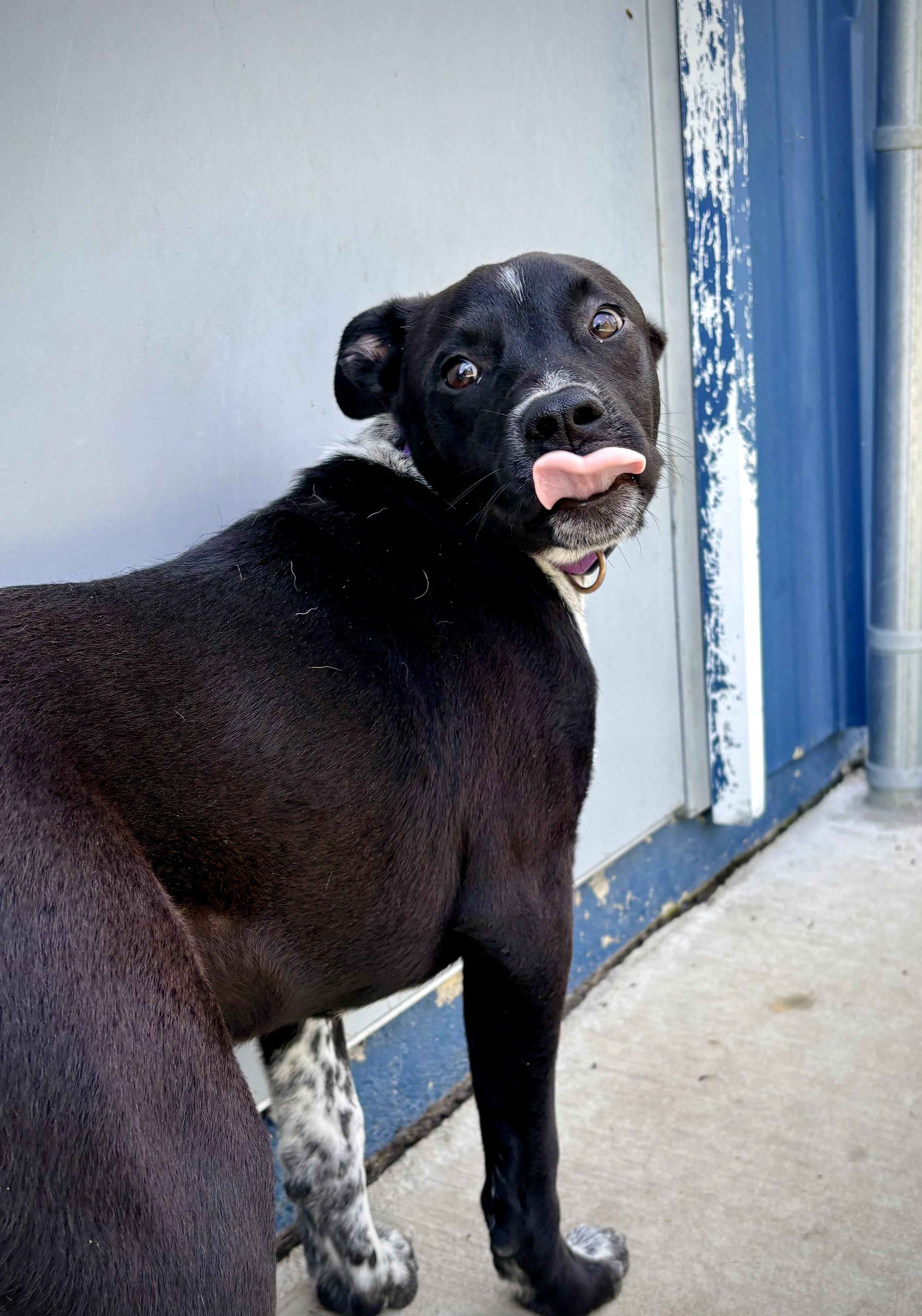 Earl, a ADOPTABLE mixed breed in Kalamazoo, MI image 2/5