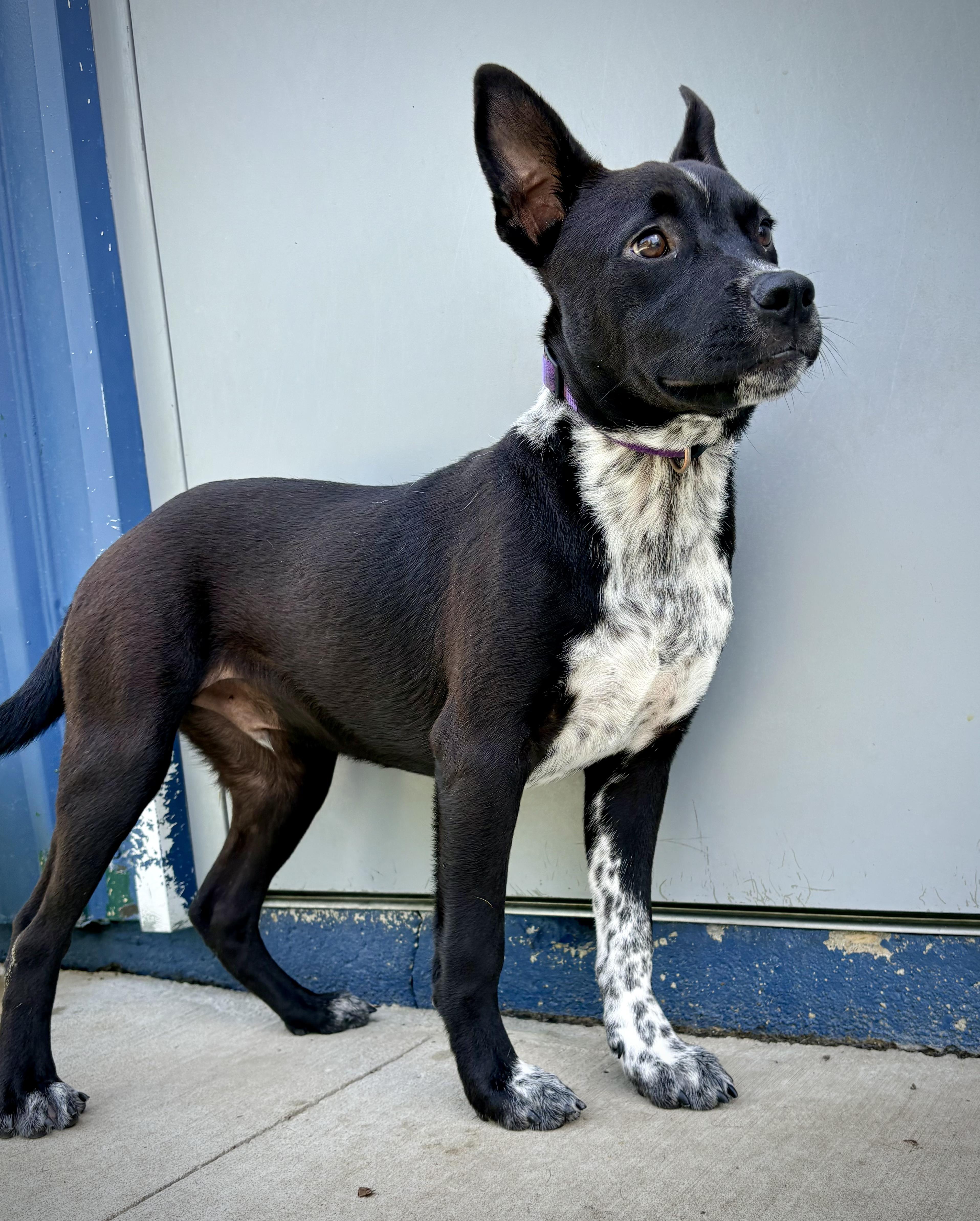 Earl, a ADOPTABLE mixed breed in Kalamazoo, MI image 4/5