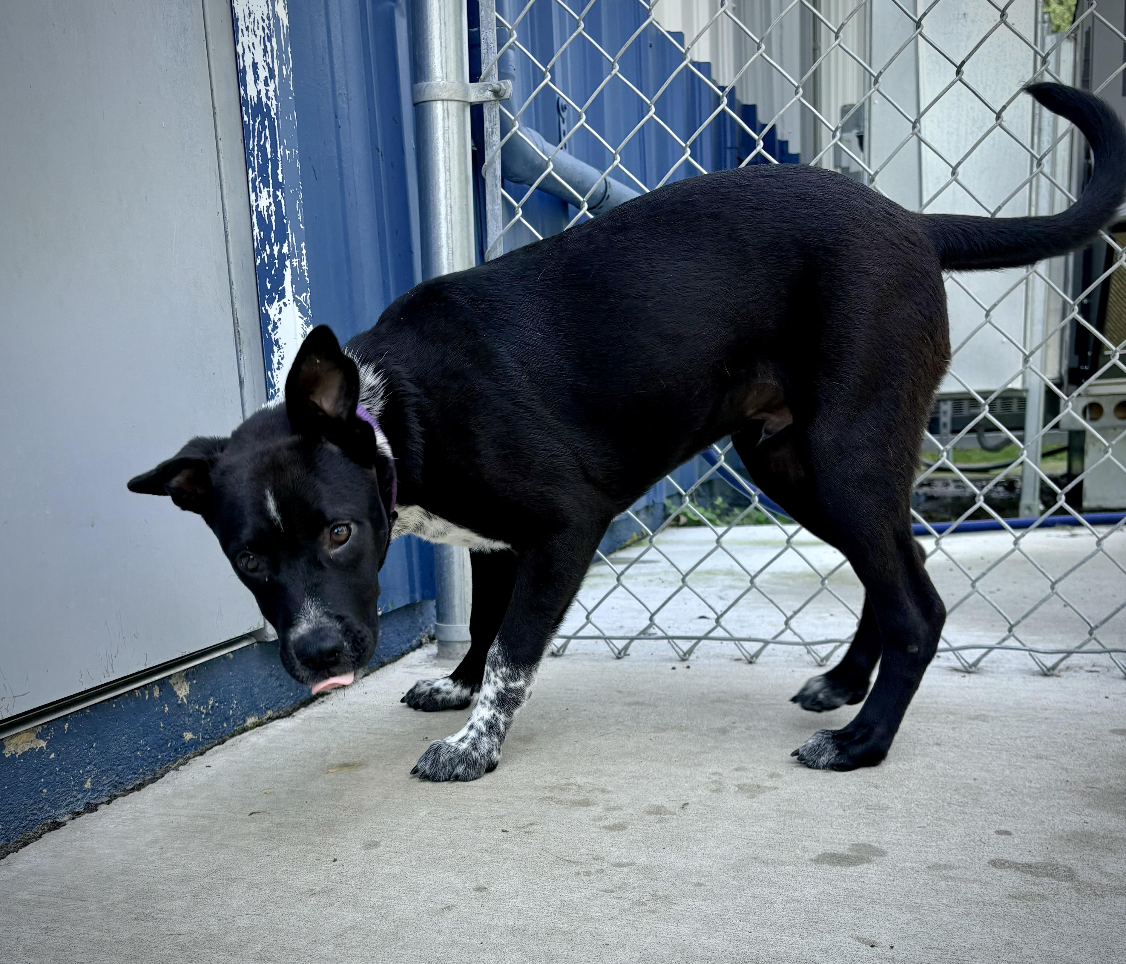 Earl, a ADOPTABLE mixed breed in Kalamazoo, MI image 3/5