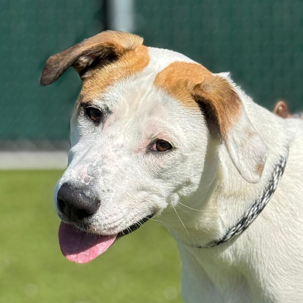 Marla, Adoptable, Young Female Pit Bull Terrier & Mixed Breed.