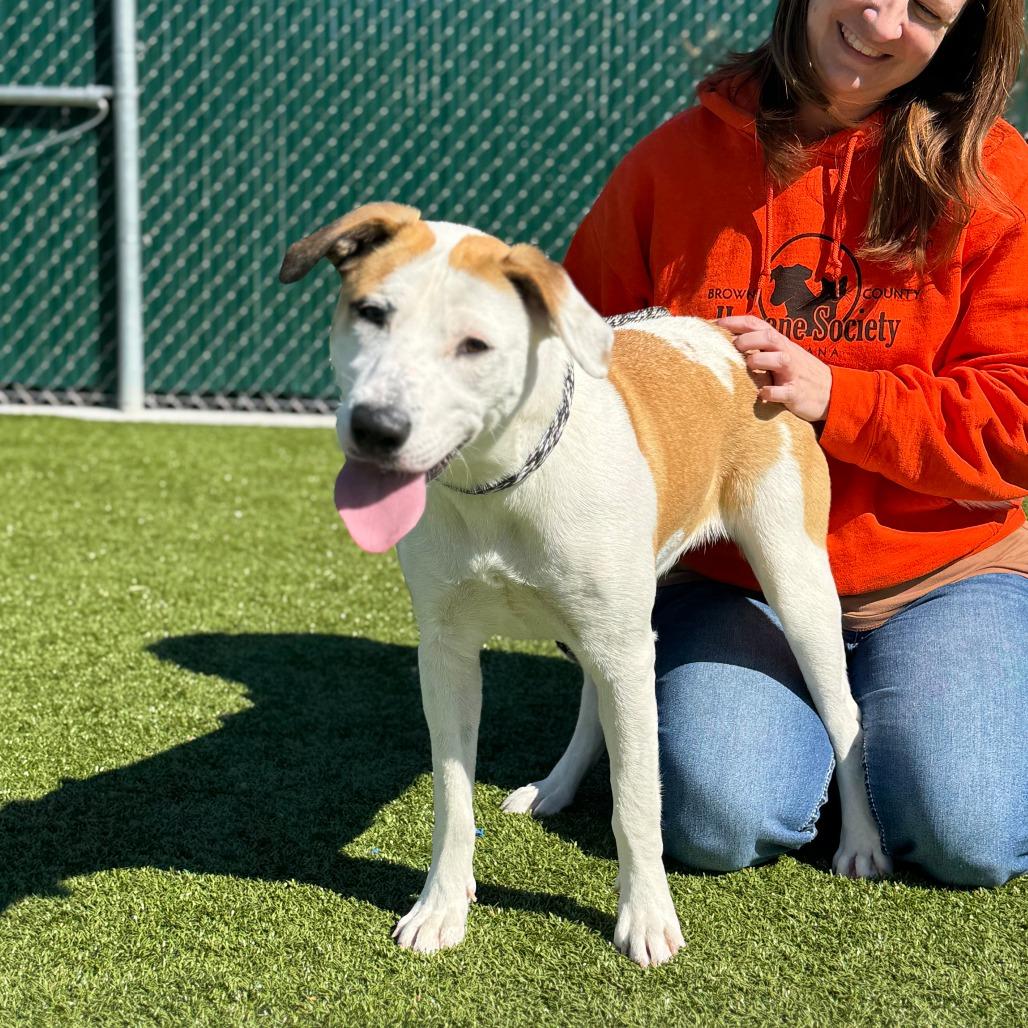 Marla, a Adoptable mixed breed in Nashville, IN image 3/6
