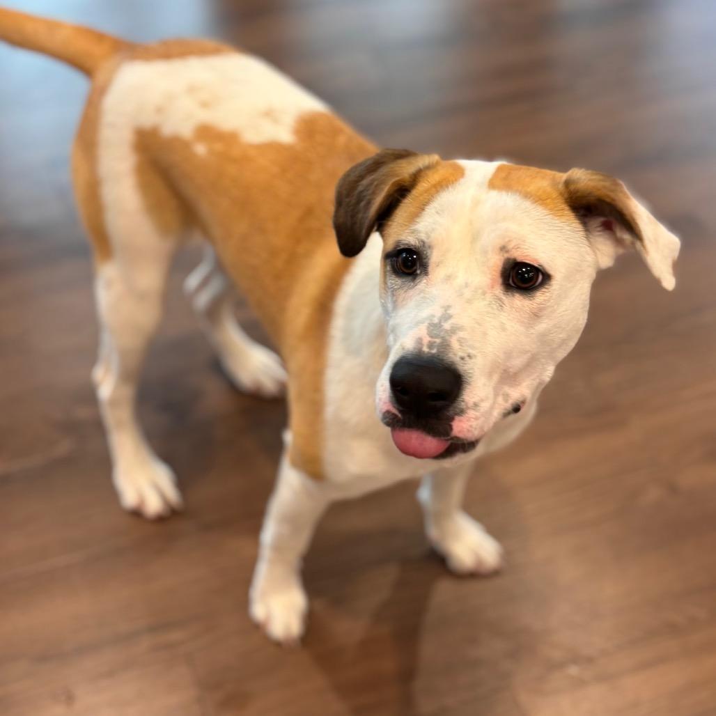 Marla, a Adoptable mixed breed in Nashville, IN image 2/6