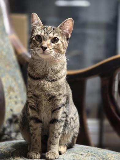 Daisy — thumbnail 2