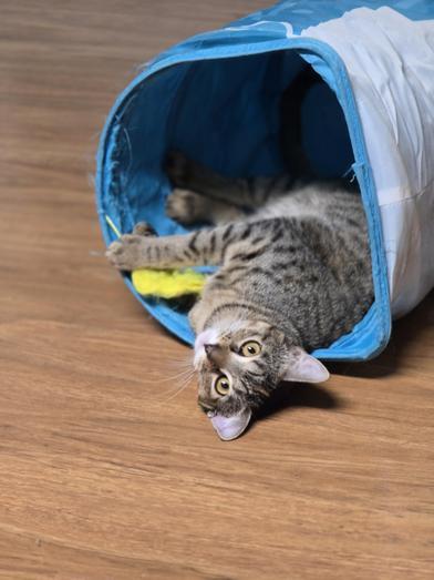 Daisy — thumbnail 4