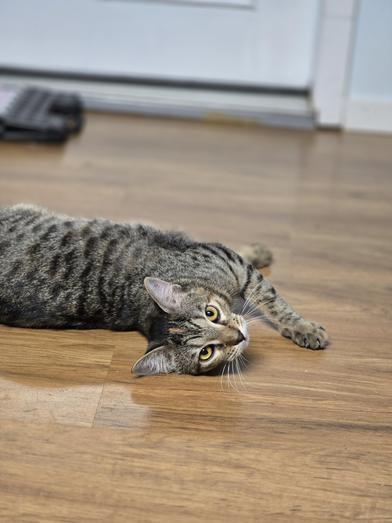 Daisy — thumbnail 6