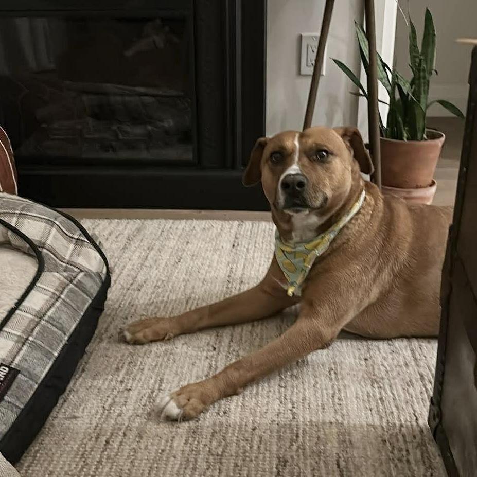 Felice, a ADOPTABLE mixed breed in Newmarket, ON image 2/6