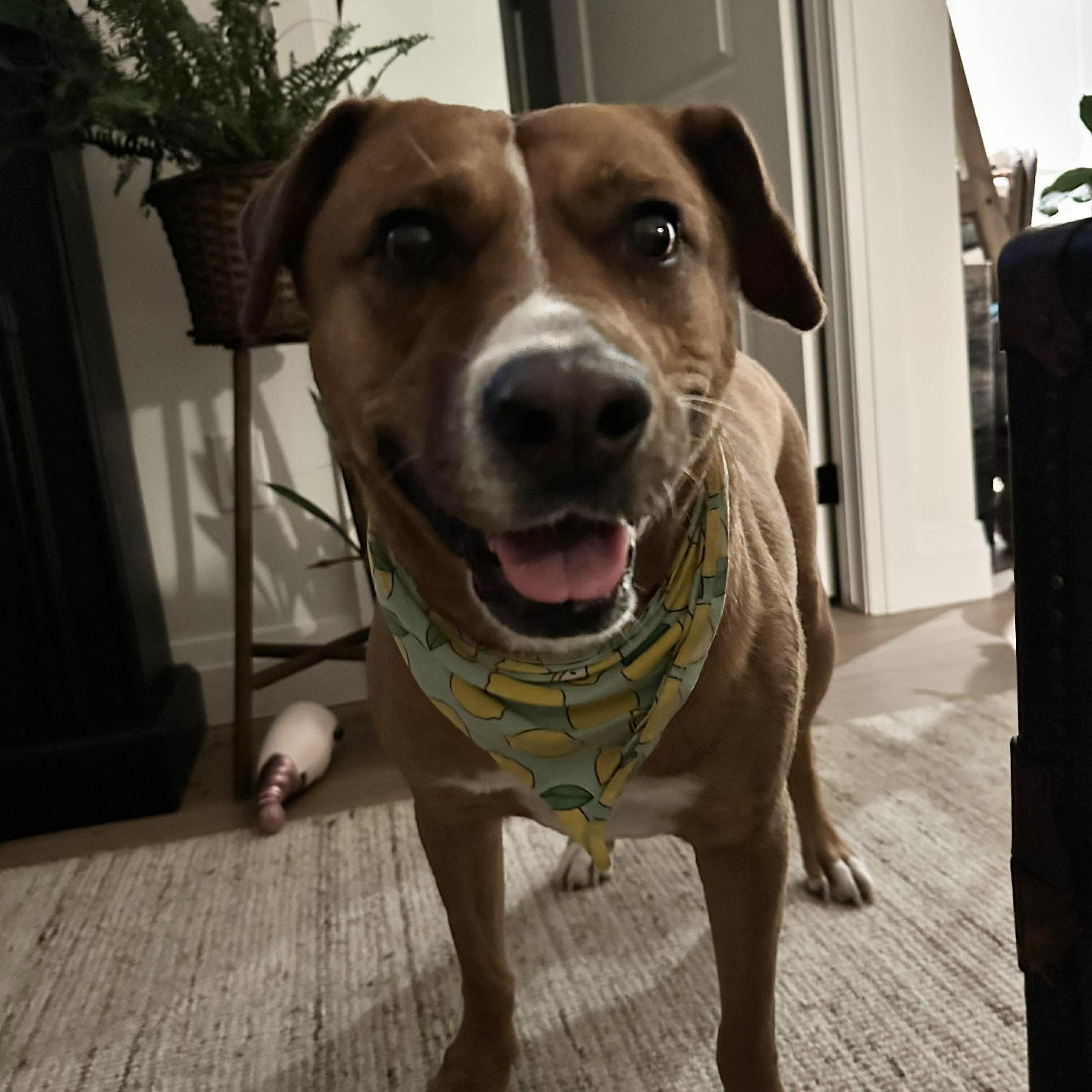 Felice, a ADOPTABLE mixed breed in Newmarket, ON image 4/6