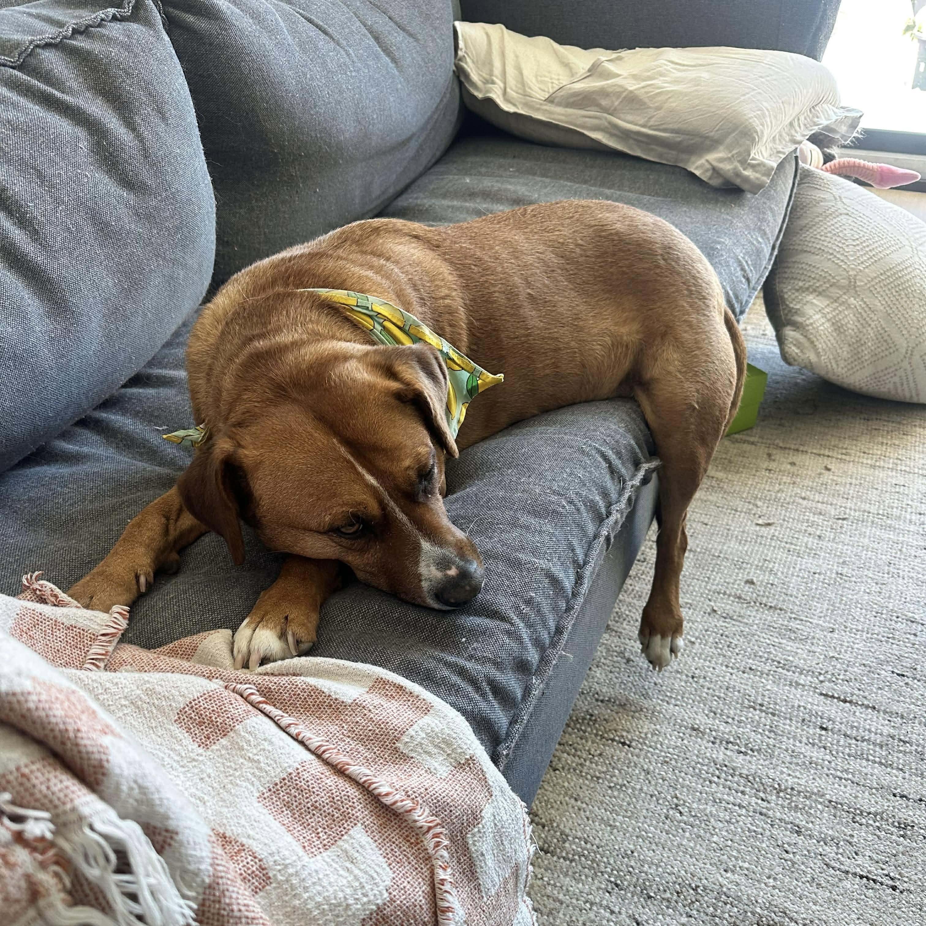 Felice, a ADOPTABLE mixed breed in Newmarket, ON image 5/6