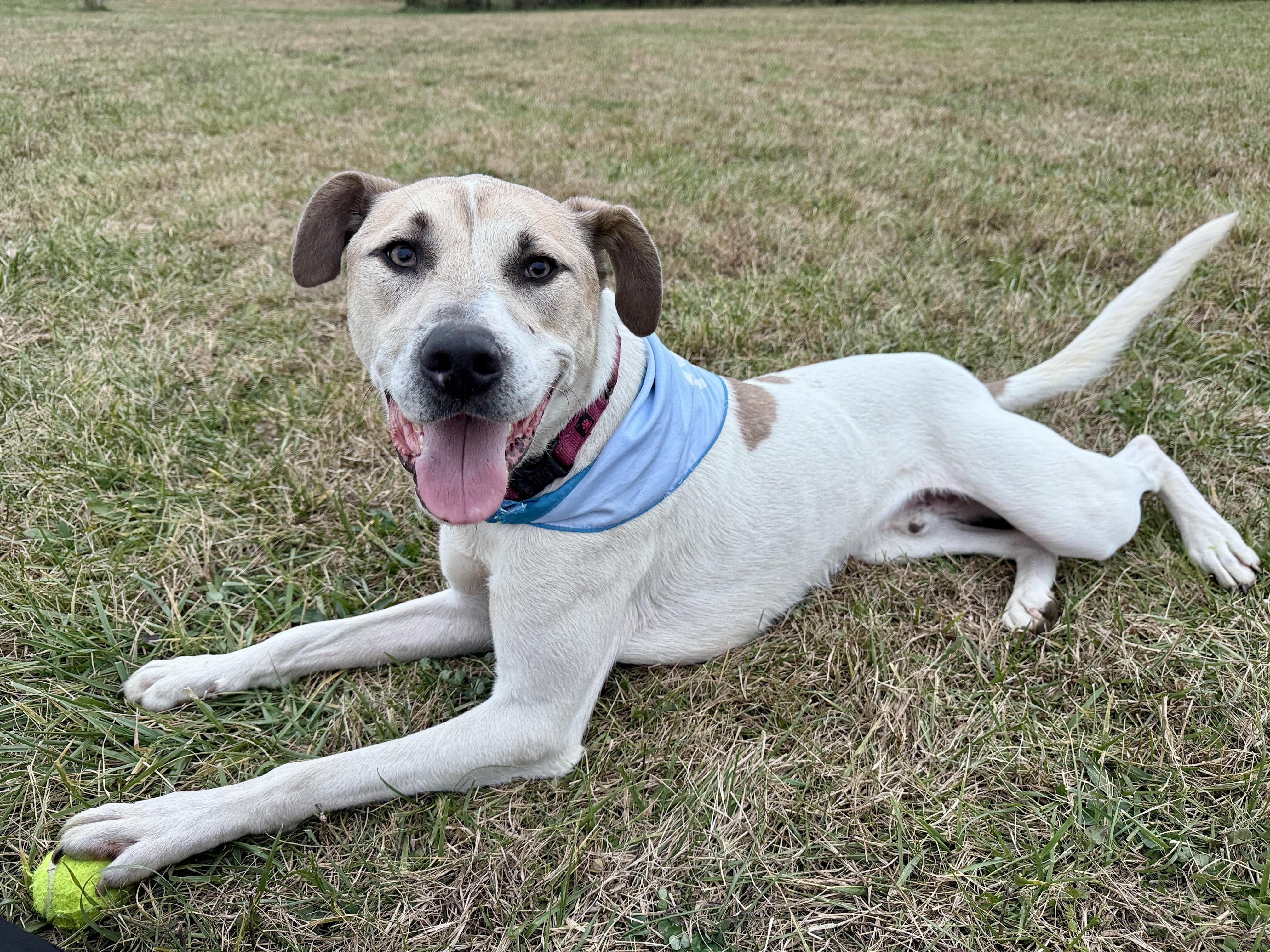 Happy, Adoptable, Young Male Mixed Breed.