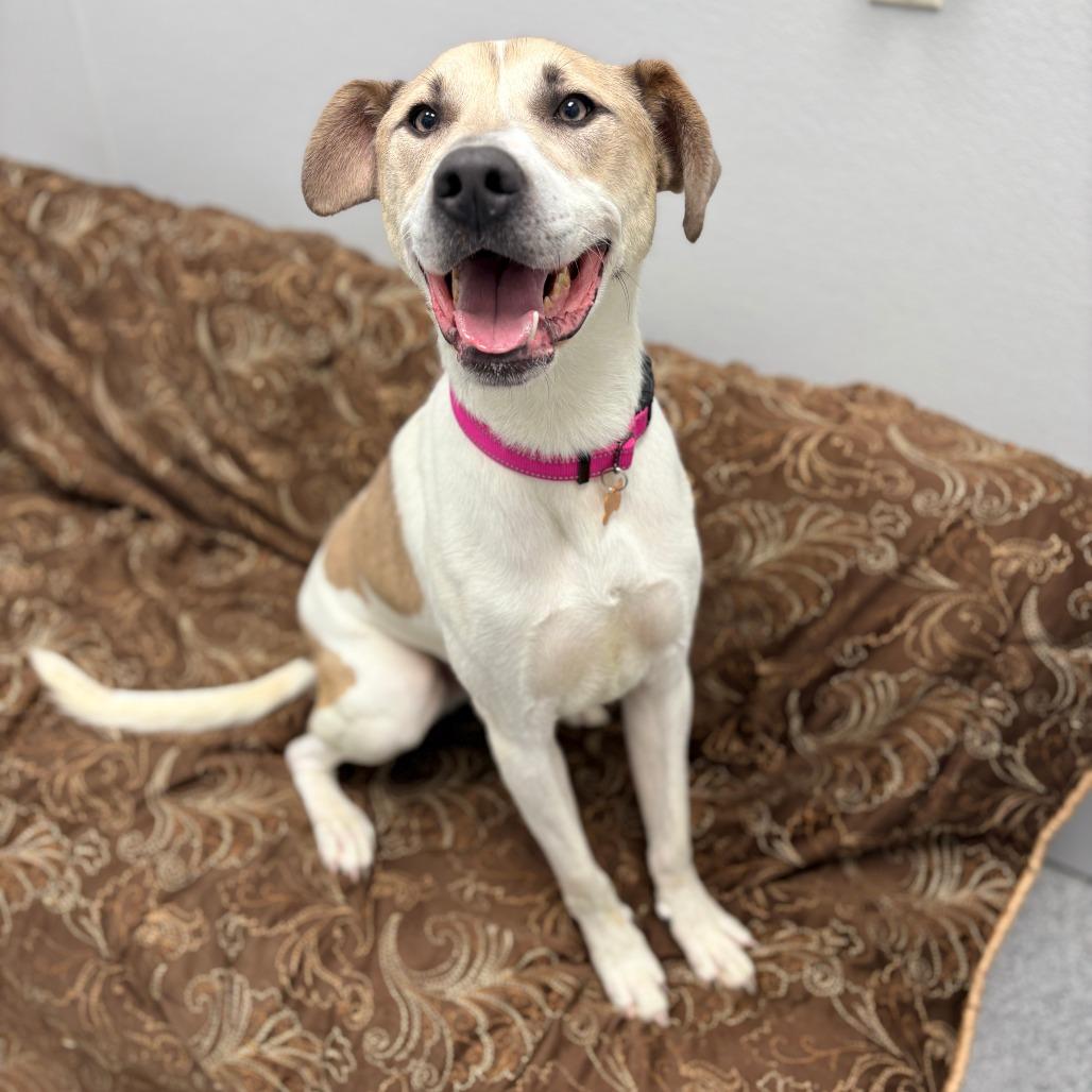 Enlarge Happy, a Adoptable Mixed Breed in Monticello, IA image 3/6