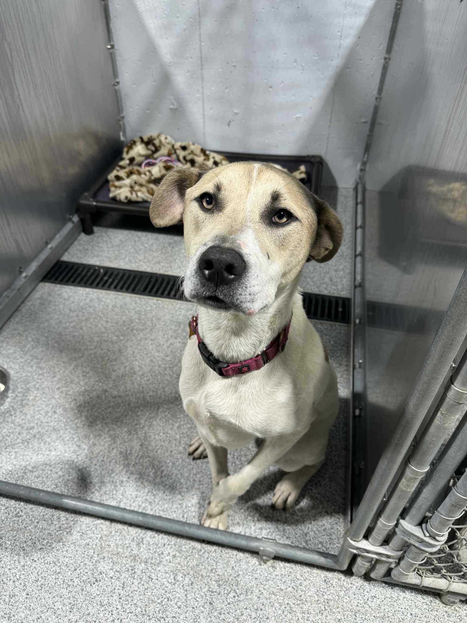 Enlarge Happy, a Adoptable Mixed Breed in Monticello, IA image 2/6