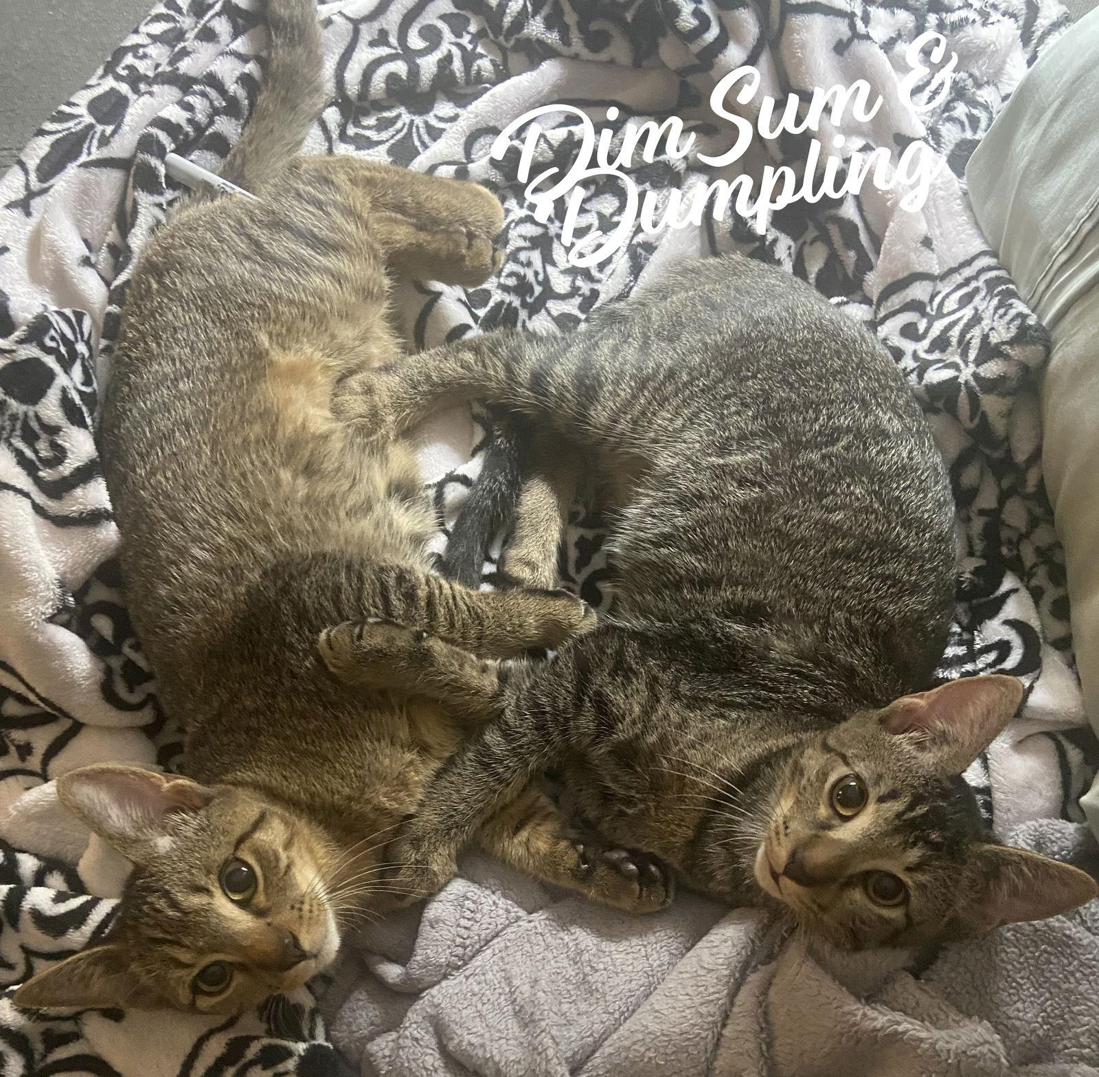 Enlarge Dumpling & Dim Sum #bonded-brothers, a Adoptable mixed breed in Houston, TX image 2/3