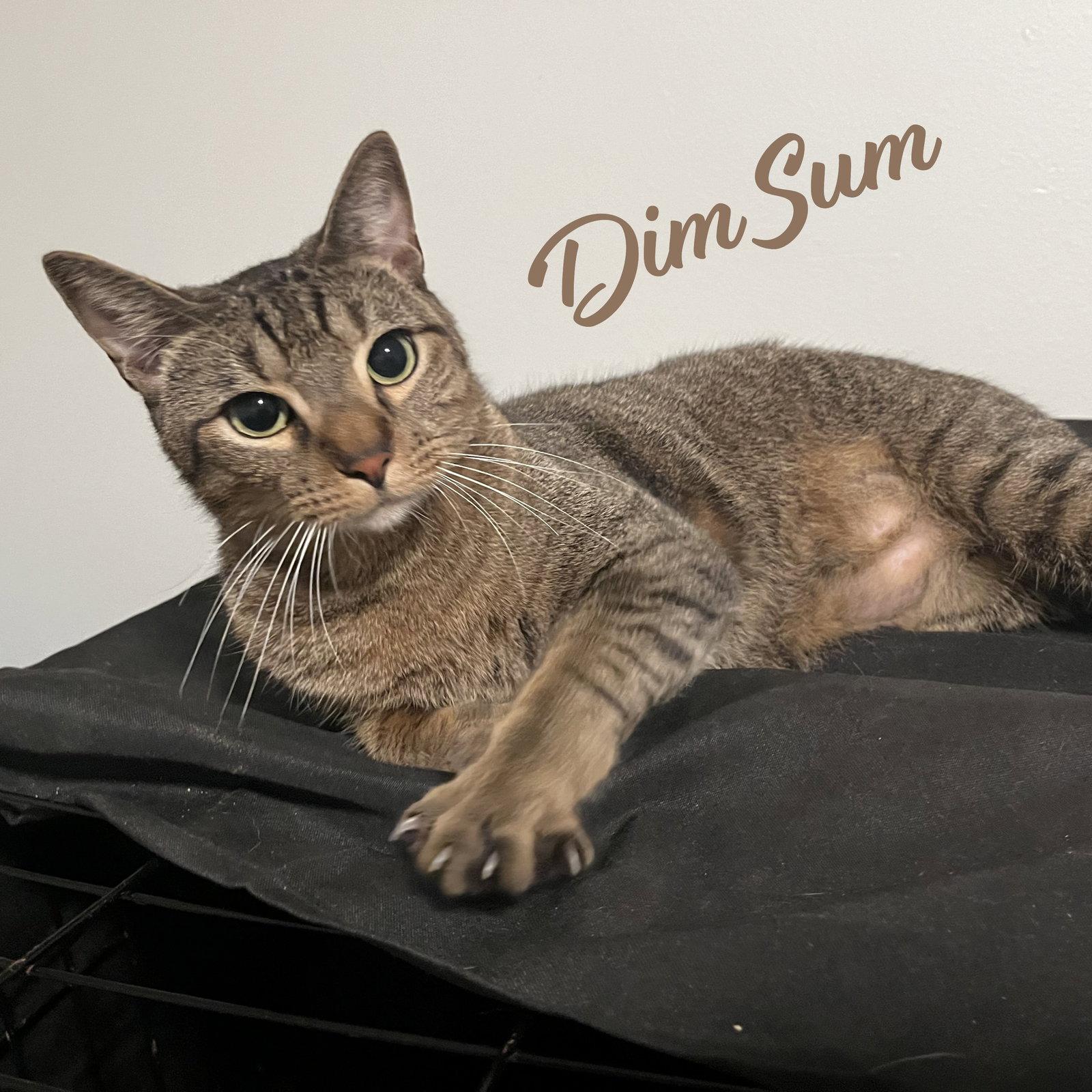 Enlarge Dumpling & Dim Sum #bonded-brothers, a Adoptable mixed breed in Houston, TX image 2/3