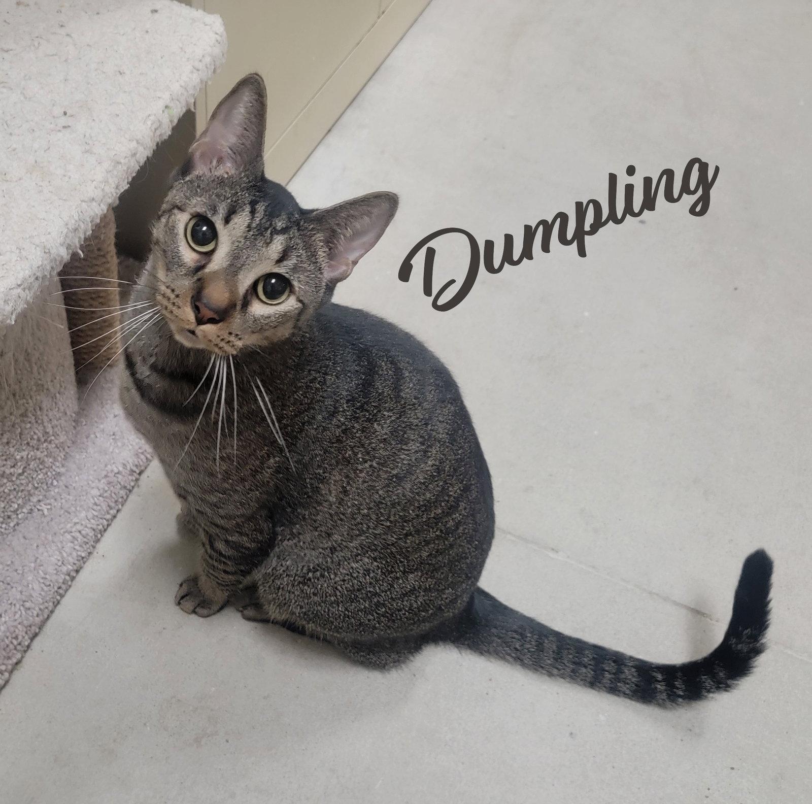 Enlarge Dumpling & Dim Sum #bonded-brothers, a Adoptable mixed breed in Houston, TX image 3/3