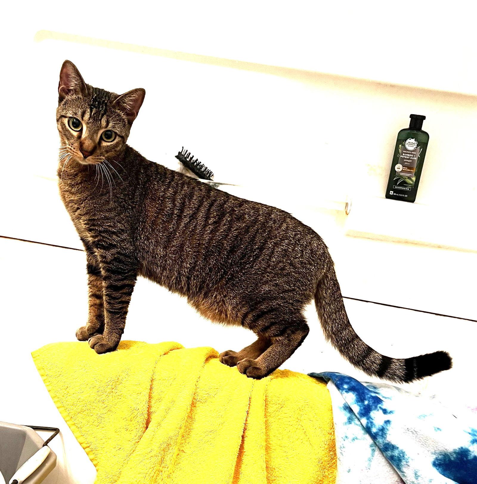 Enlarge Dumpling & Dim Sum #bonded-brothers, a Adoptable mixed breed in Houston, TX image 3/3