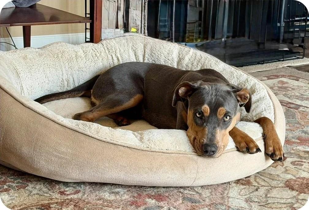 Enlarge Harper, a ADOPTABLE Mixed Breed in De Pere, WI image 3/3