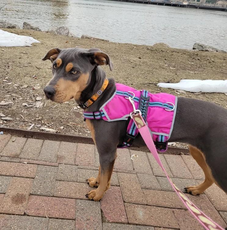 Enlarge Harper, a ADOPTABLE Mixed Breed in De Pere, WI image 2/3