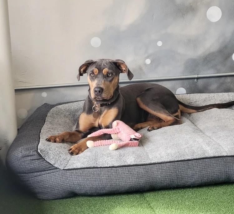 Enlarge Harper, a ADOPTABLE Mixed Breed in De Pere, WI image 1/3