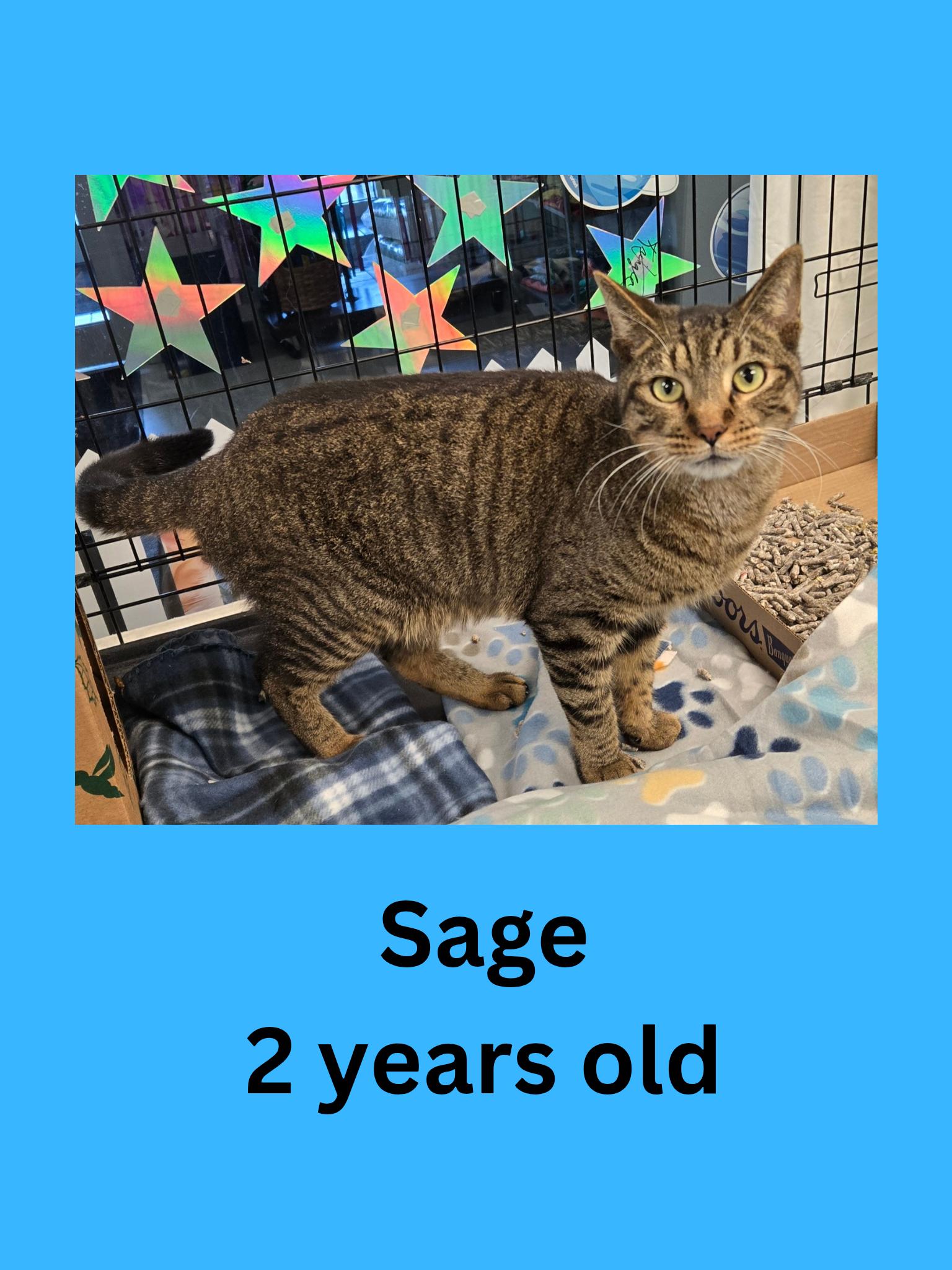 Sage, ADOPTABLE, Adult Male Domestic Short Hair.