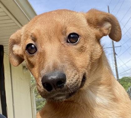 Enlarge Bambi, an adopted Shepherd in Glasgow, KY image 1/2