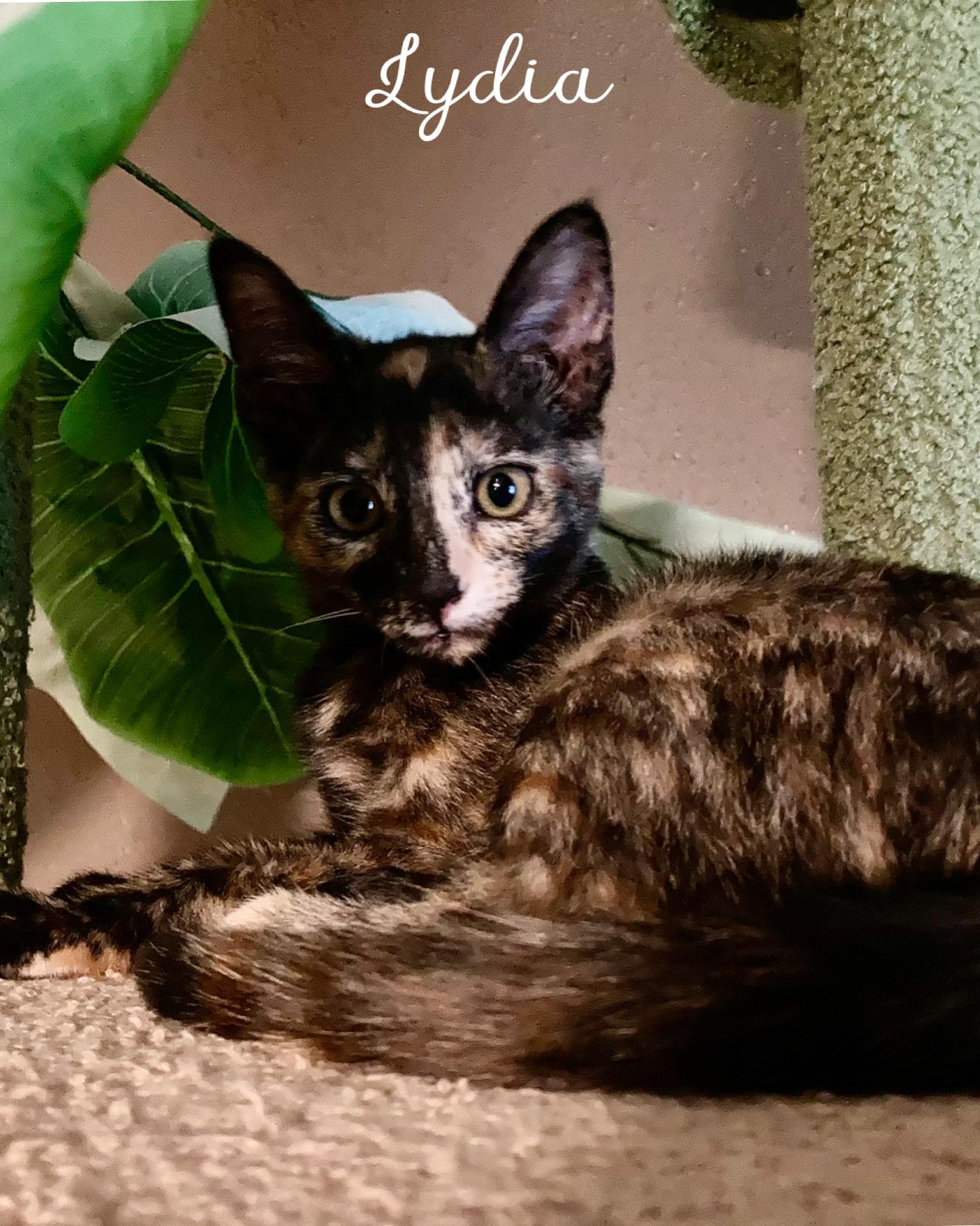Lydia