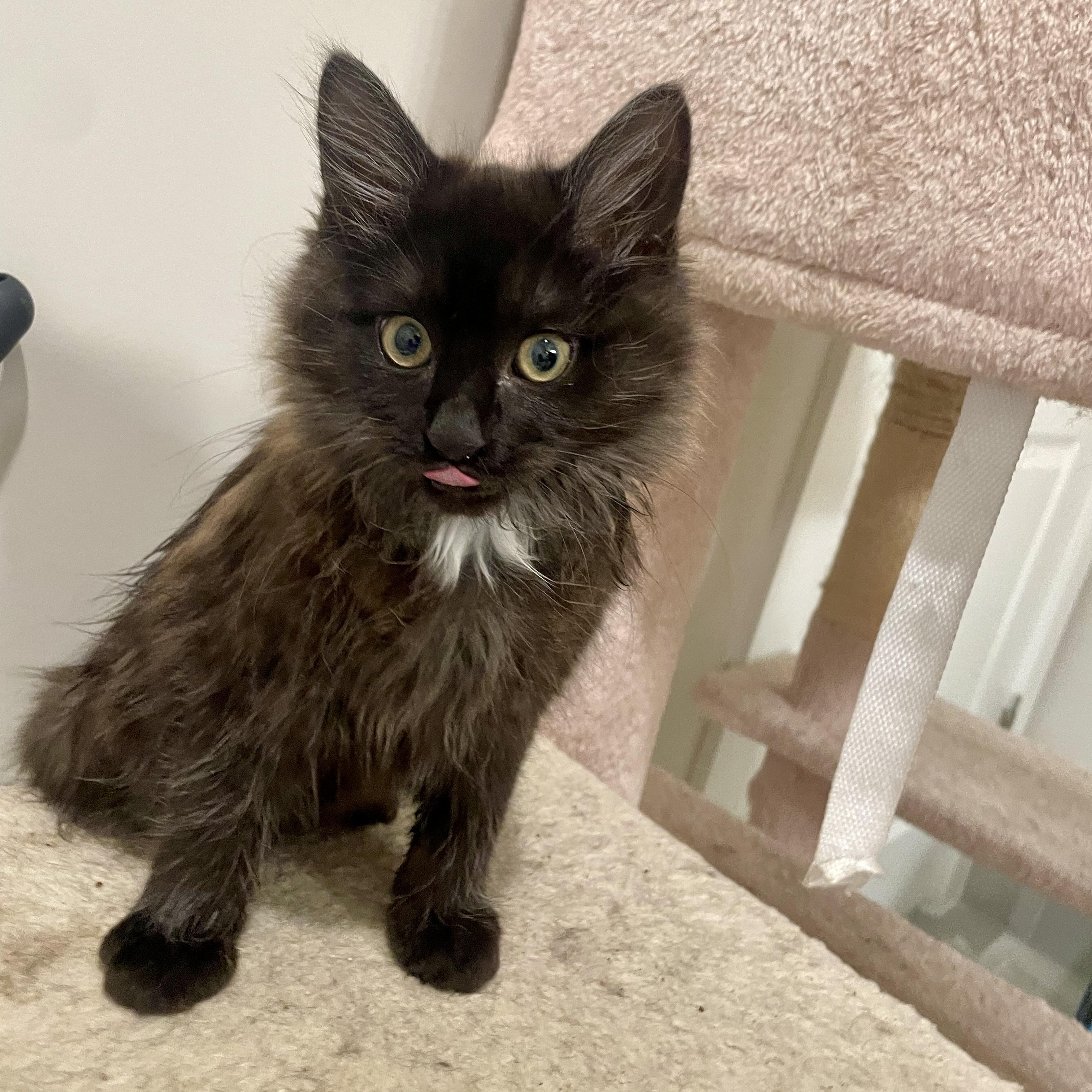 Enlarge Bailar, an adopted Domestic Medium Hair in Richmond, VA image 6/6