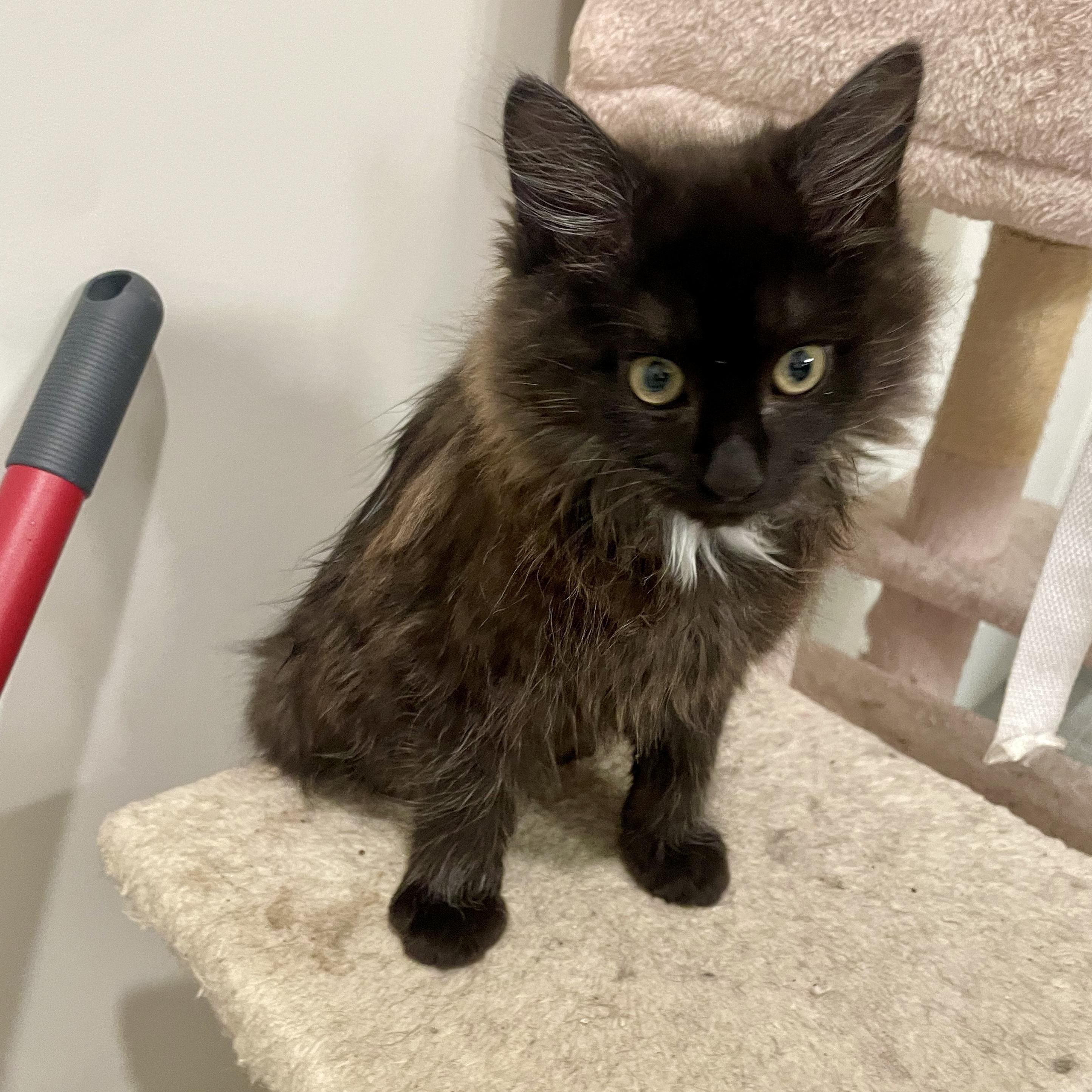 Enlarge Bailar, an adopted Domestic Medium Hair in Richmond, VA image 3/6