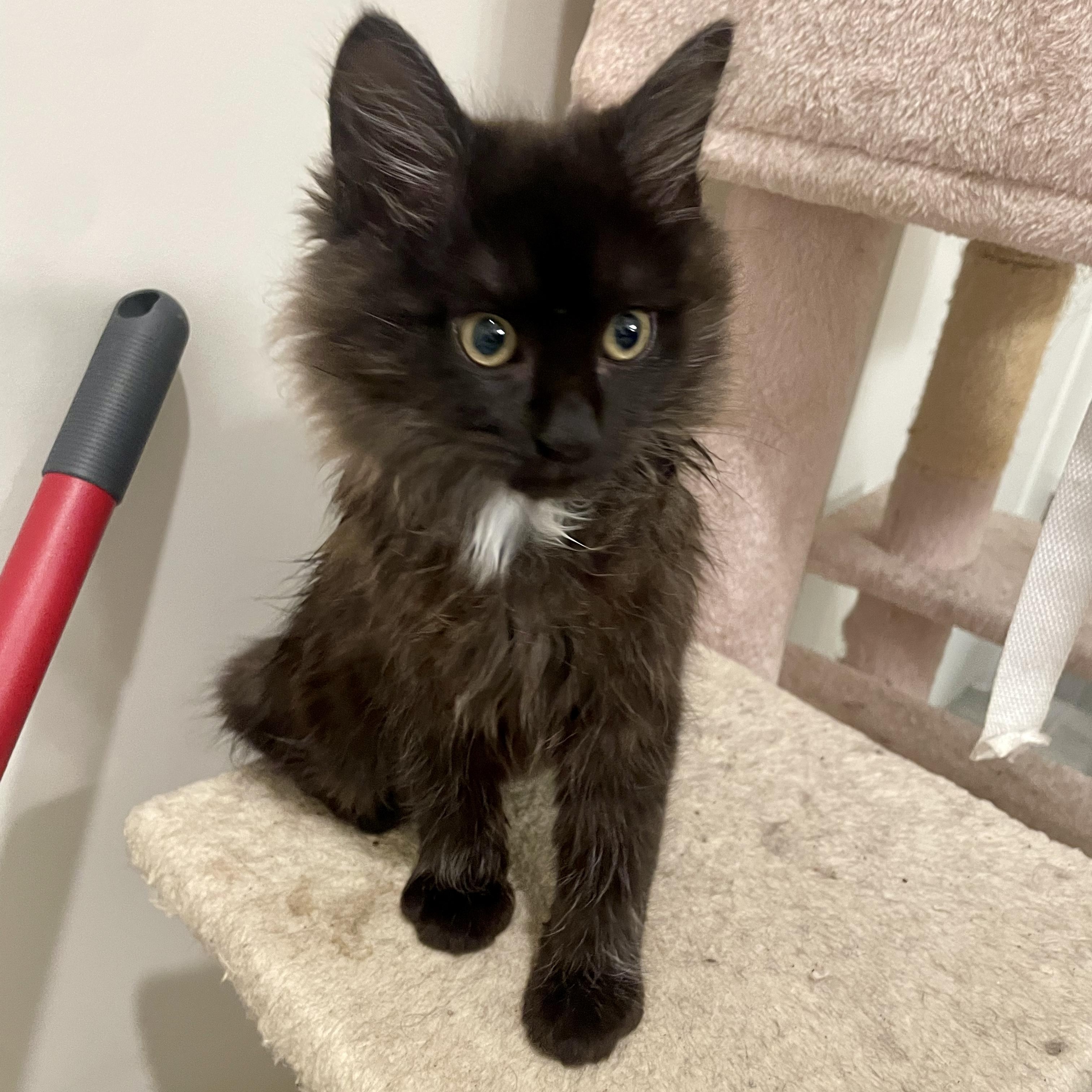 Enlarge Bailar, an adopted Domestic Medium Hair in Richmond, VA image 4/6