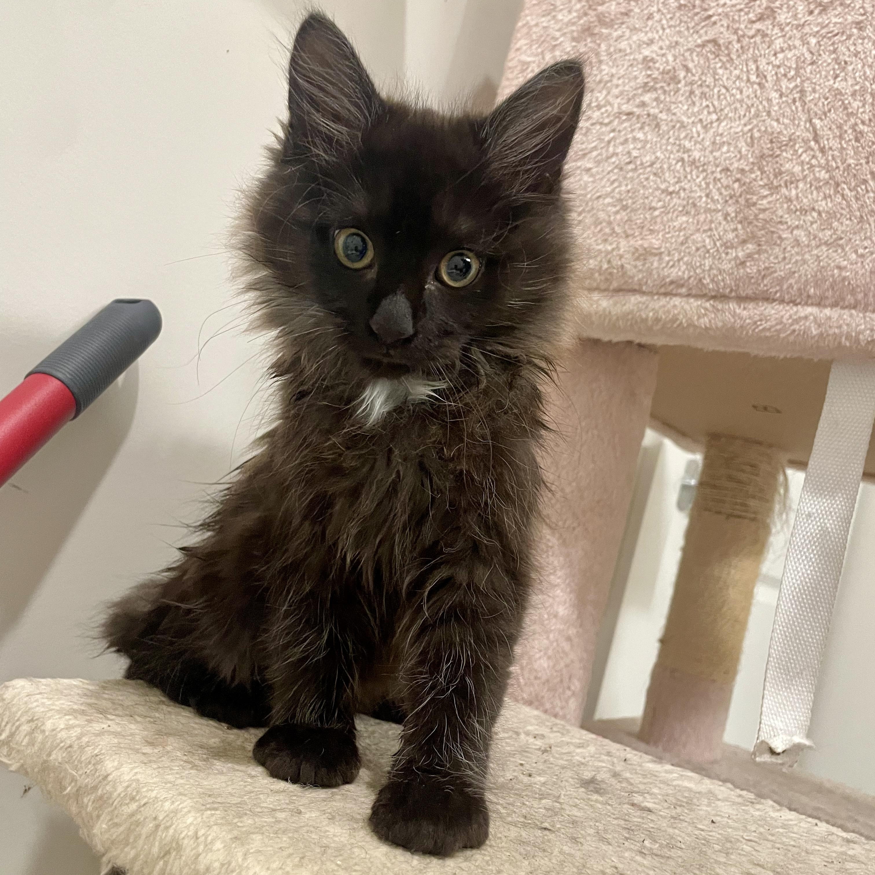 Enlarge Bailar, an adopted Domestic Medium Hair in Richmond, VA image 2/6