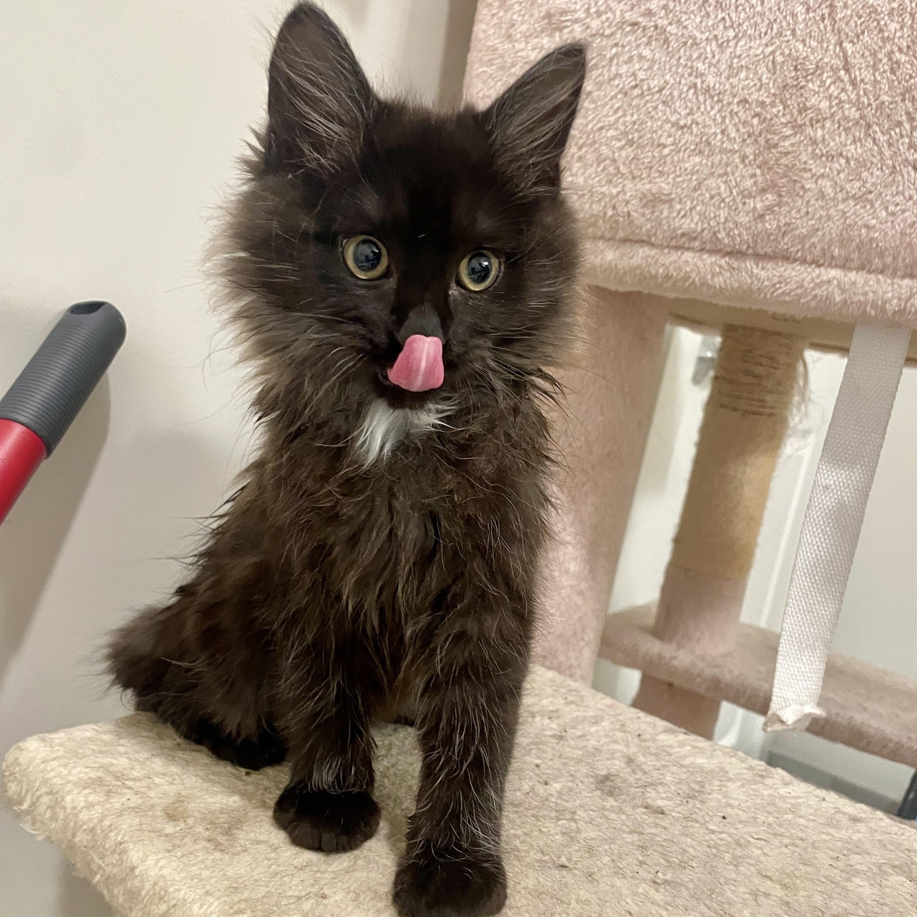 Enlarge Bailar, an adopted Domestic Medium Hair in Richmond, VA image 5/6