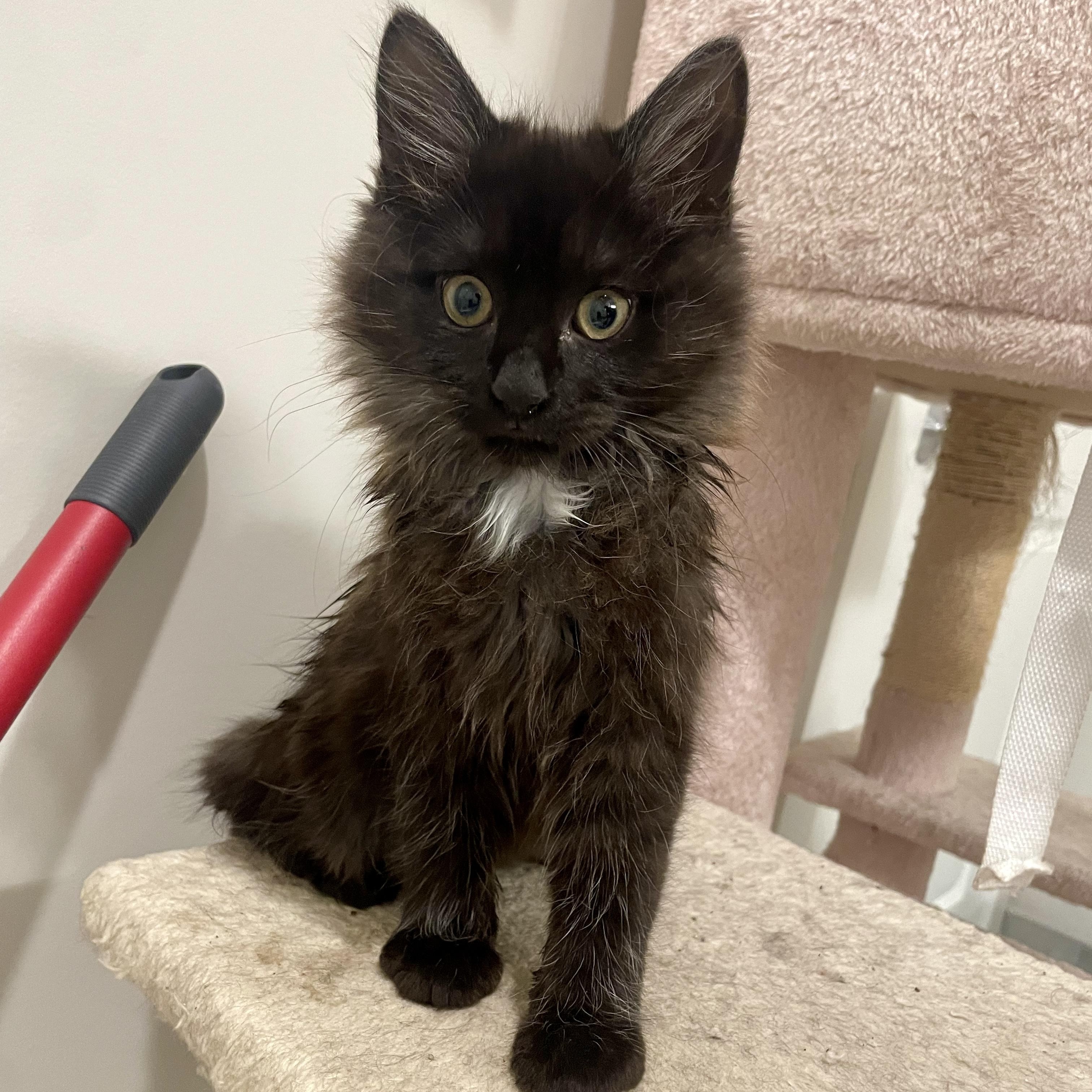 Enlarge Bailar, an adopted Domestic Medium Hair in Richmond, VA image 1/6