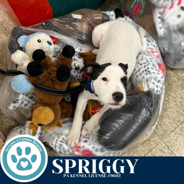 Spriggy (Dorothy's Littles) 090625, Adoptable, Puppy Male Labrador Retriever & Pit Bull Terrier.