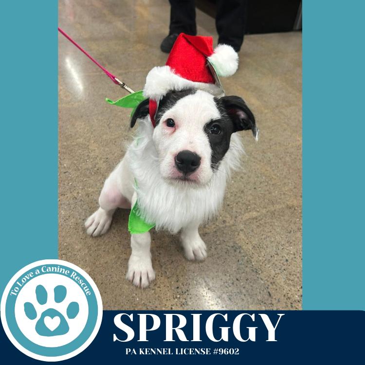 Enlarge Spriggy (Dorothy's Littles) 090625, a Adoptable mixed breed in Kimberton, PA image 2/6