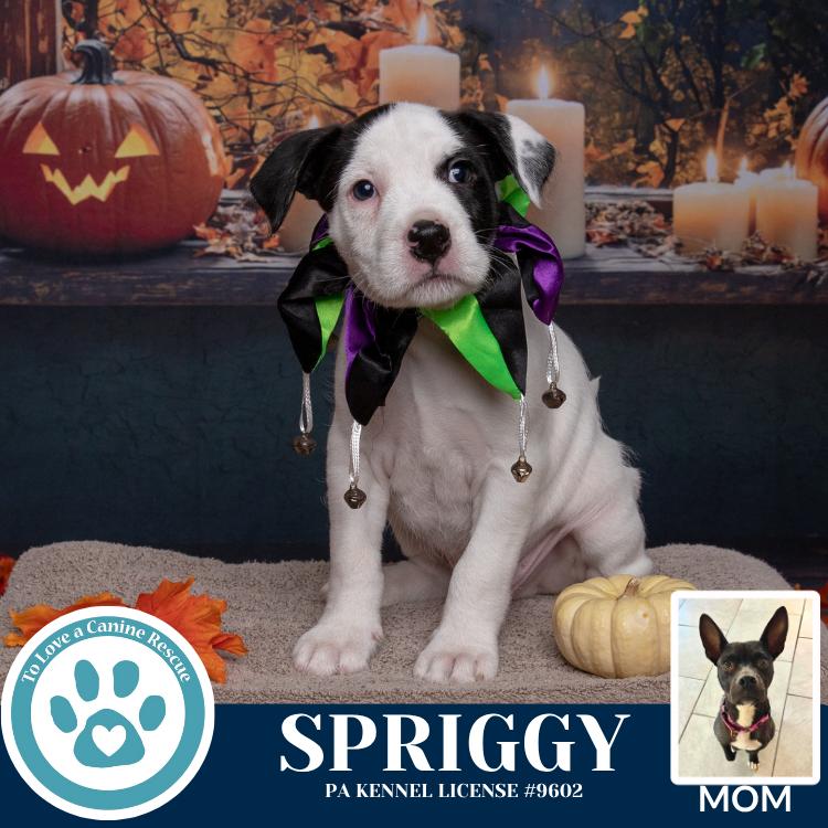 Enlarge Spriggy (Dorothy's Littles) 090625, a Adoptable mixed breed in Kimberton, PA image 3/6