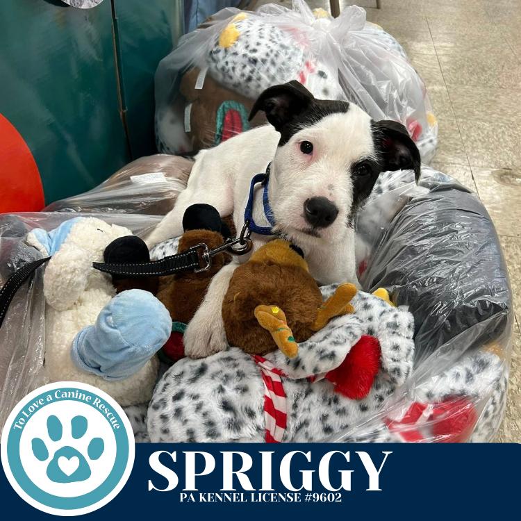 Enlarge Spriggy (Dorothy's Littles) 090625, a Adoptable mixed breed in Kimberton, PA image 4/6