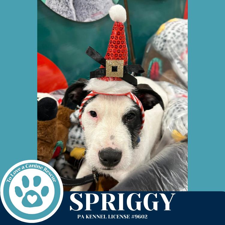 Enlarge Spriggy (Dorothy's Littles) 090625, a Adoptable mixed breed in Kimberton, PA image 5/6
