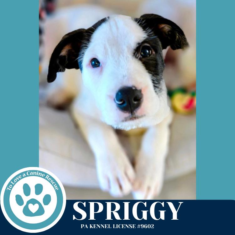 Enlarge Spriggy (Dorothy's Littles) 090625, a Adoptable mixed breed in Kimberton, PA image 6/6
