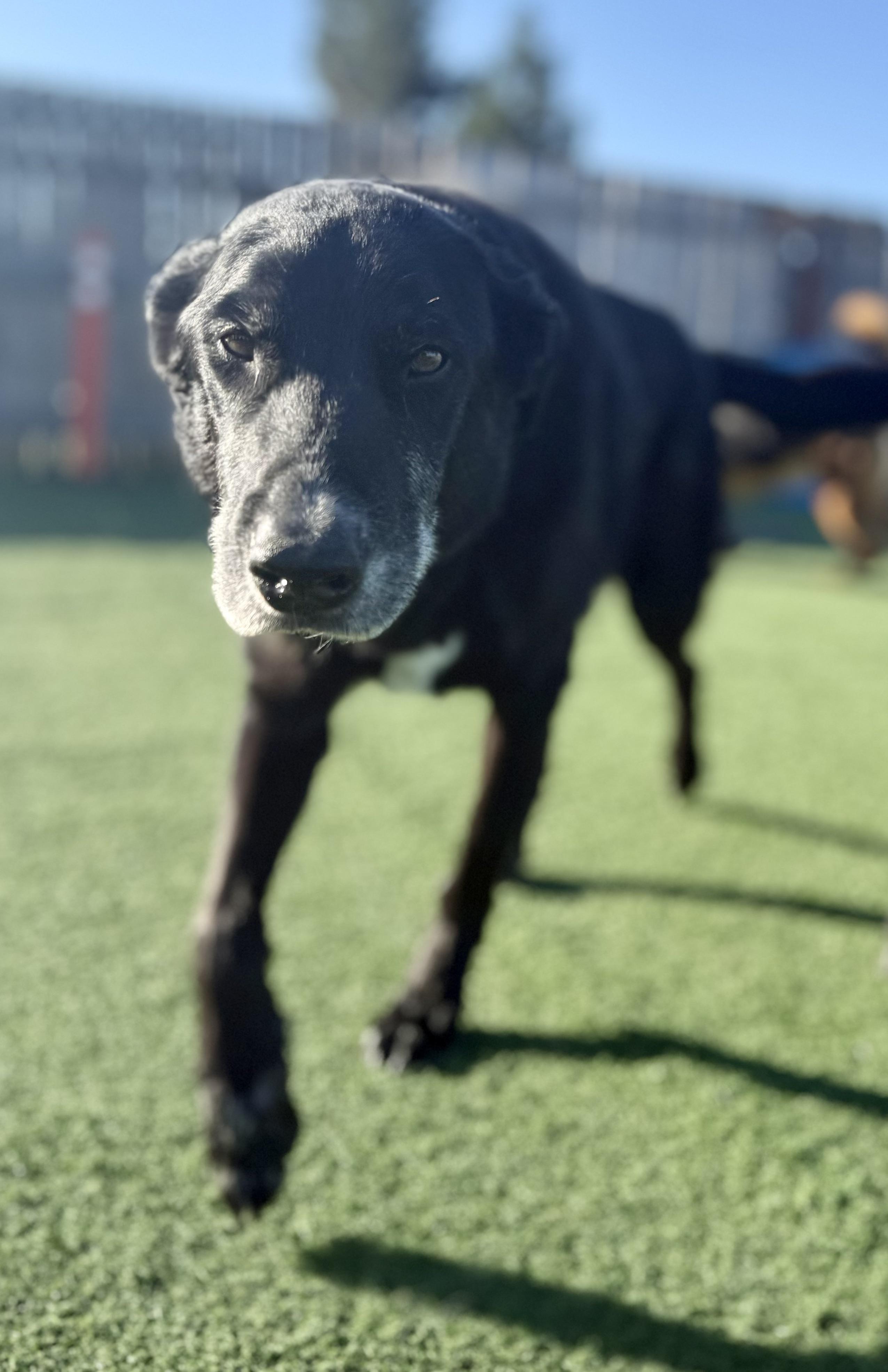Kezar (bonded with Levi), Adoptable, Senior Female Black Labrador Retriever.