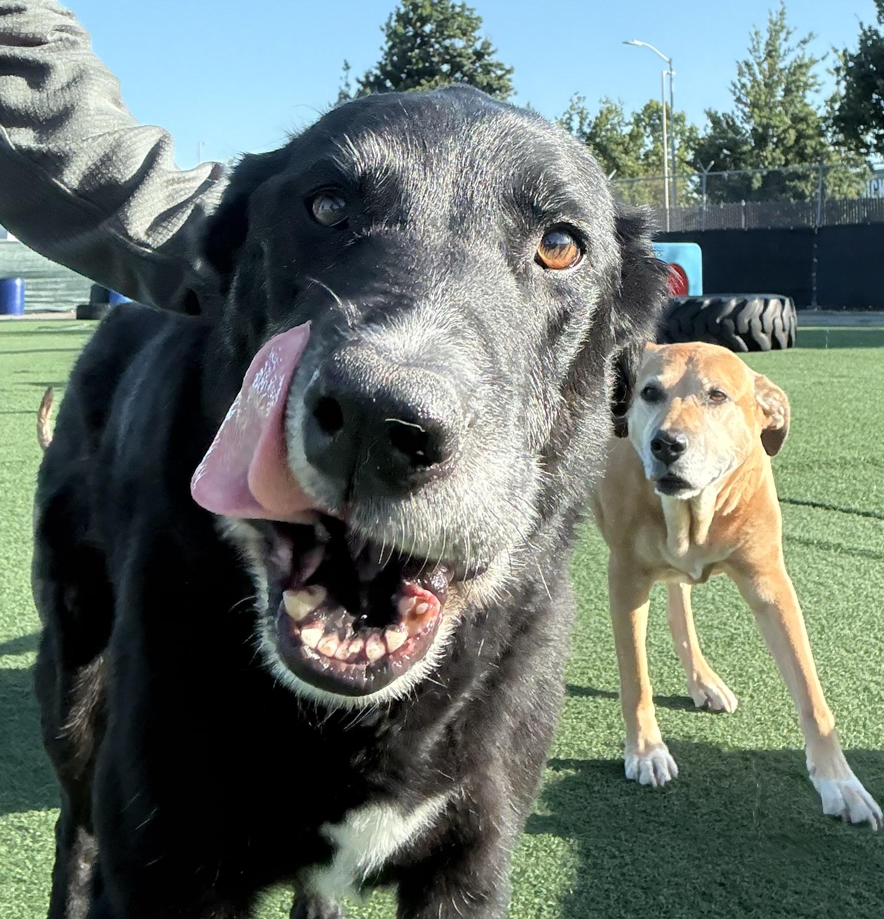 Enlarge Kezar (bonded with Levi), a Adoptable mixed breed in Petaluma, CA image 2/2